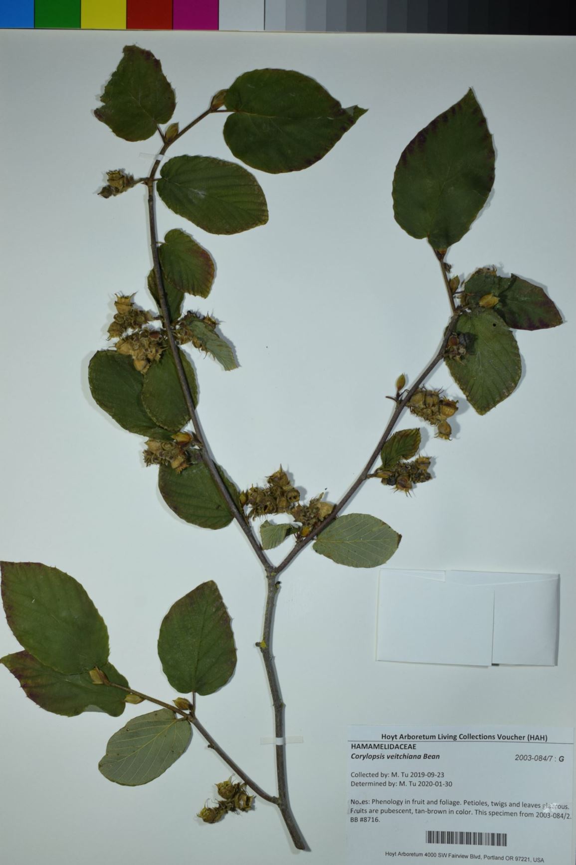 Corylopsis veitchiana