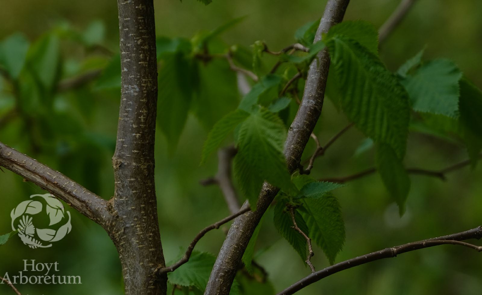 Ostrya virginiana - American Hophornbeam