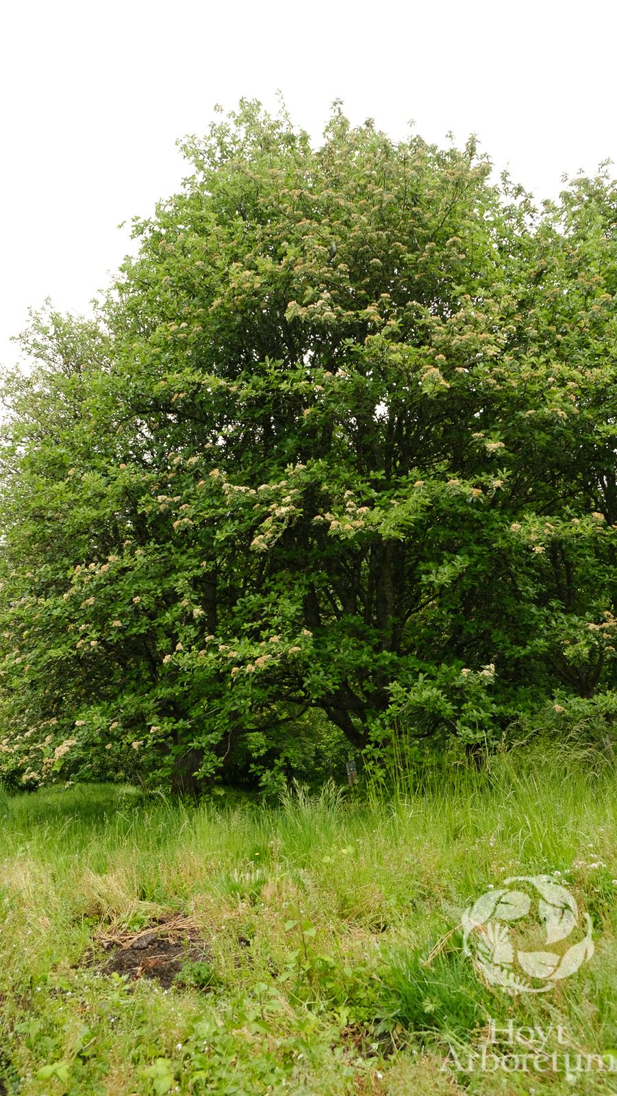 Sorbus intermedia - Swedish Mtn. Ash, Swedish whitebeam