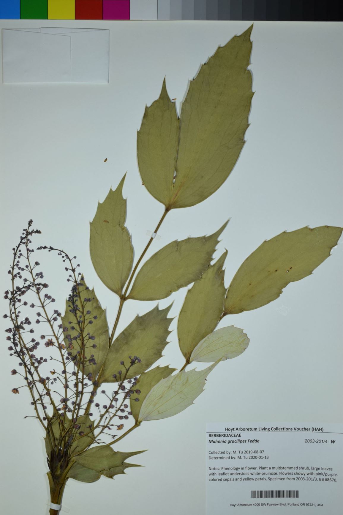 Mahonia gracilipes