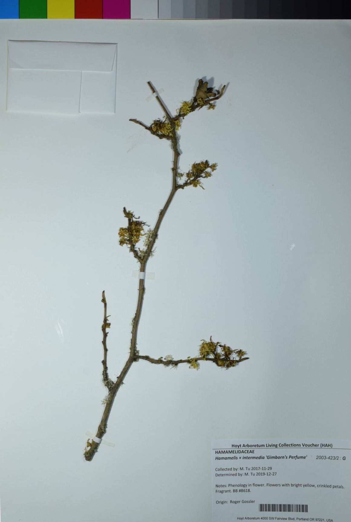 Hamamelis × intermedia 'Gimborn's Perfume'