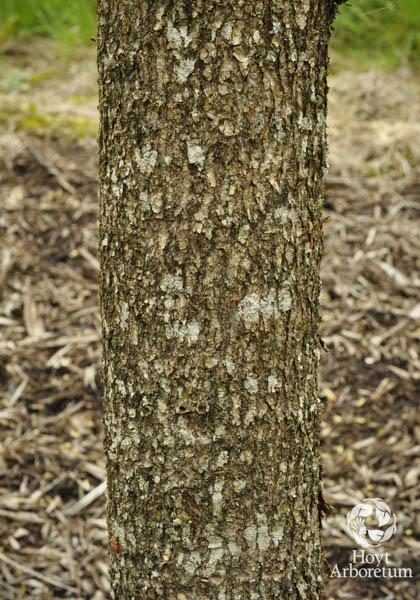 Davidia involucrata - Dove Tree