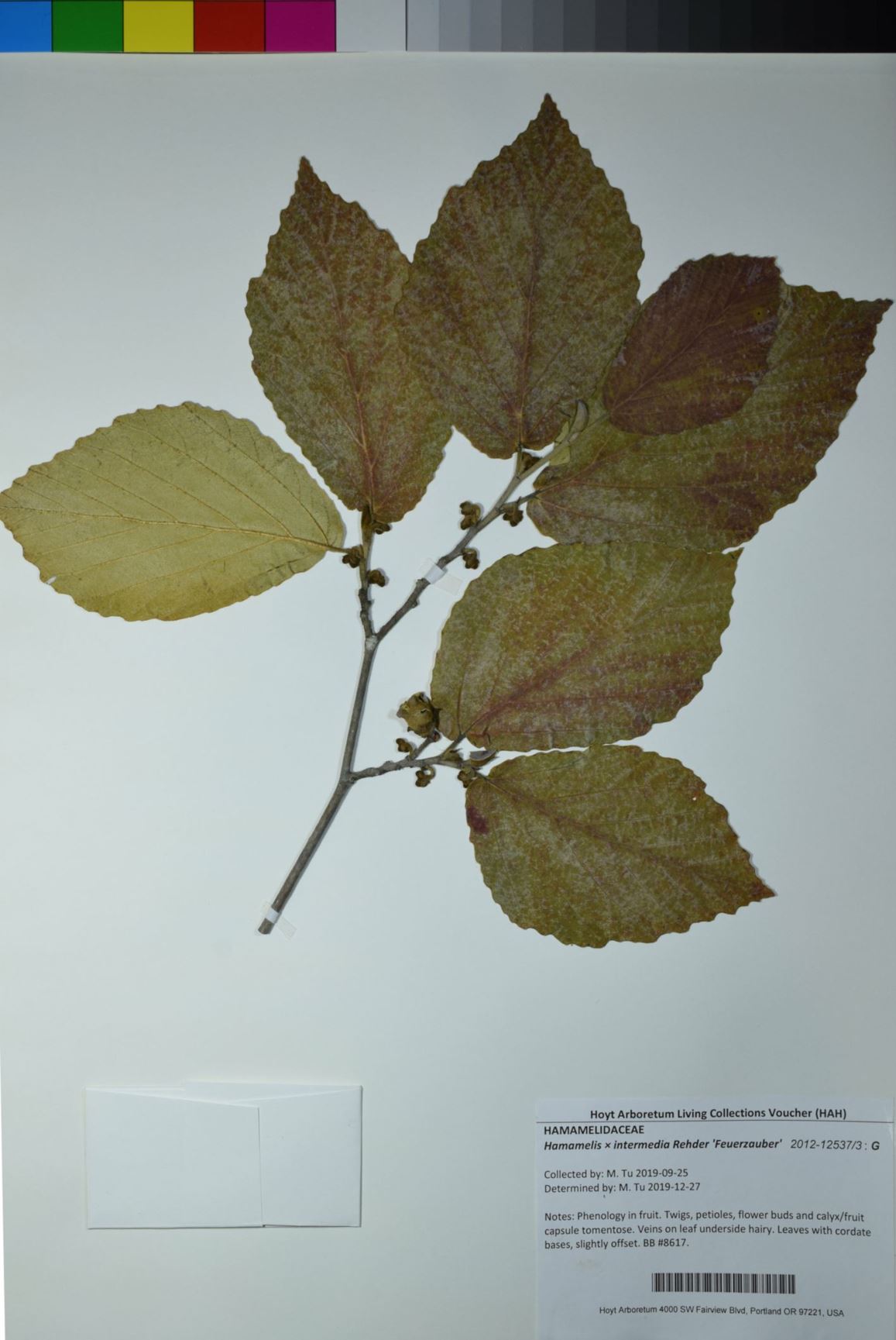 Hamamelis × intermedia 'Feuerzauber'