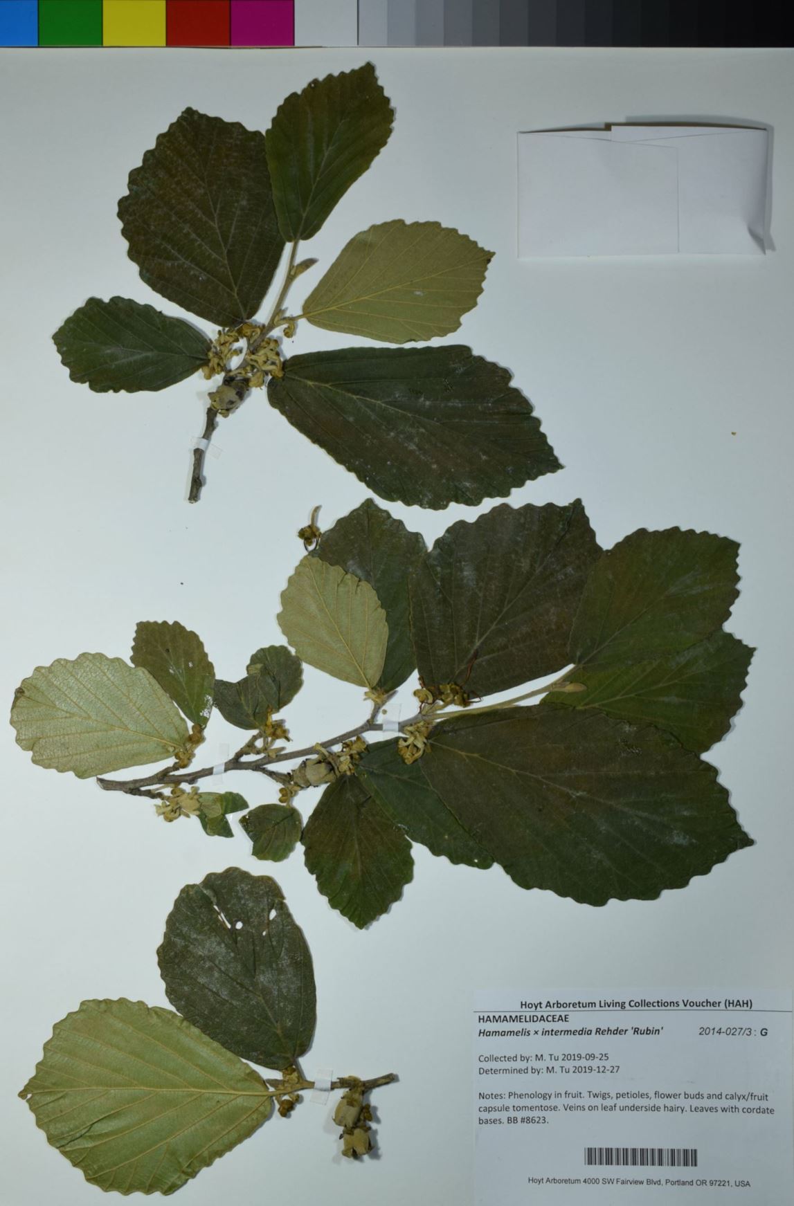 Hamamelis × intermedia 'Rubin'