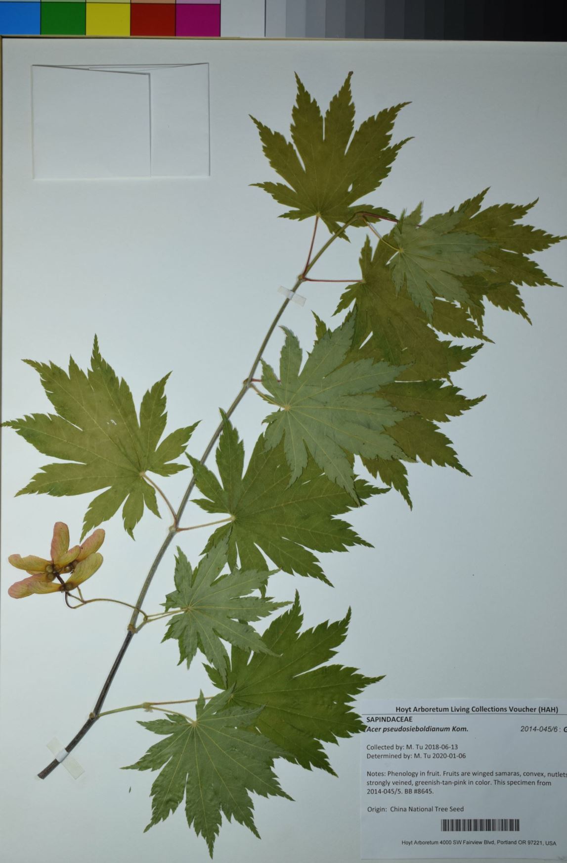 Acer pseudosieboldianum - Korean maple, purplebloom maple