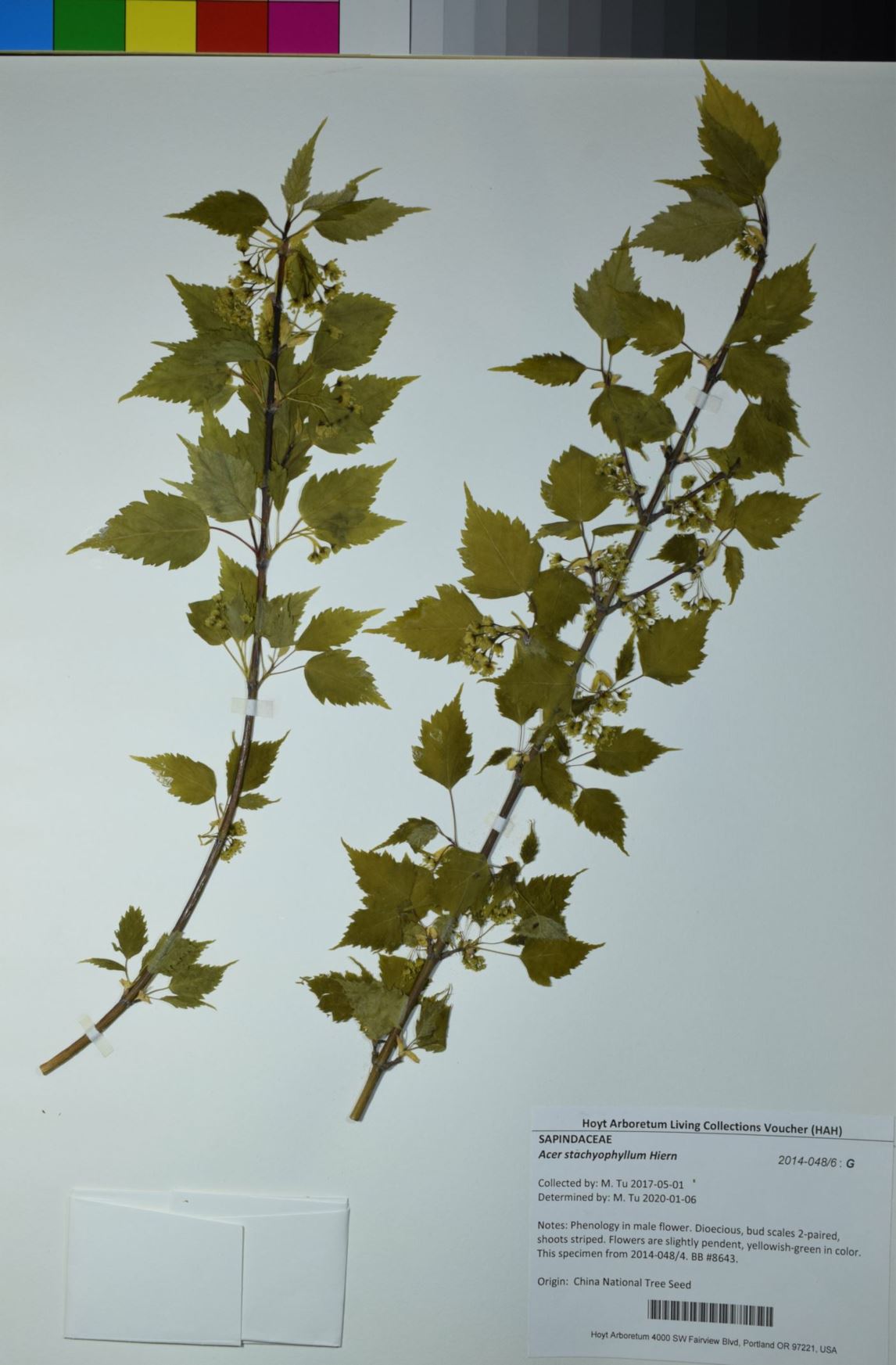 Acer stachyophyllum - wooly leaf maple, birch-leaf maple