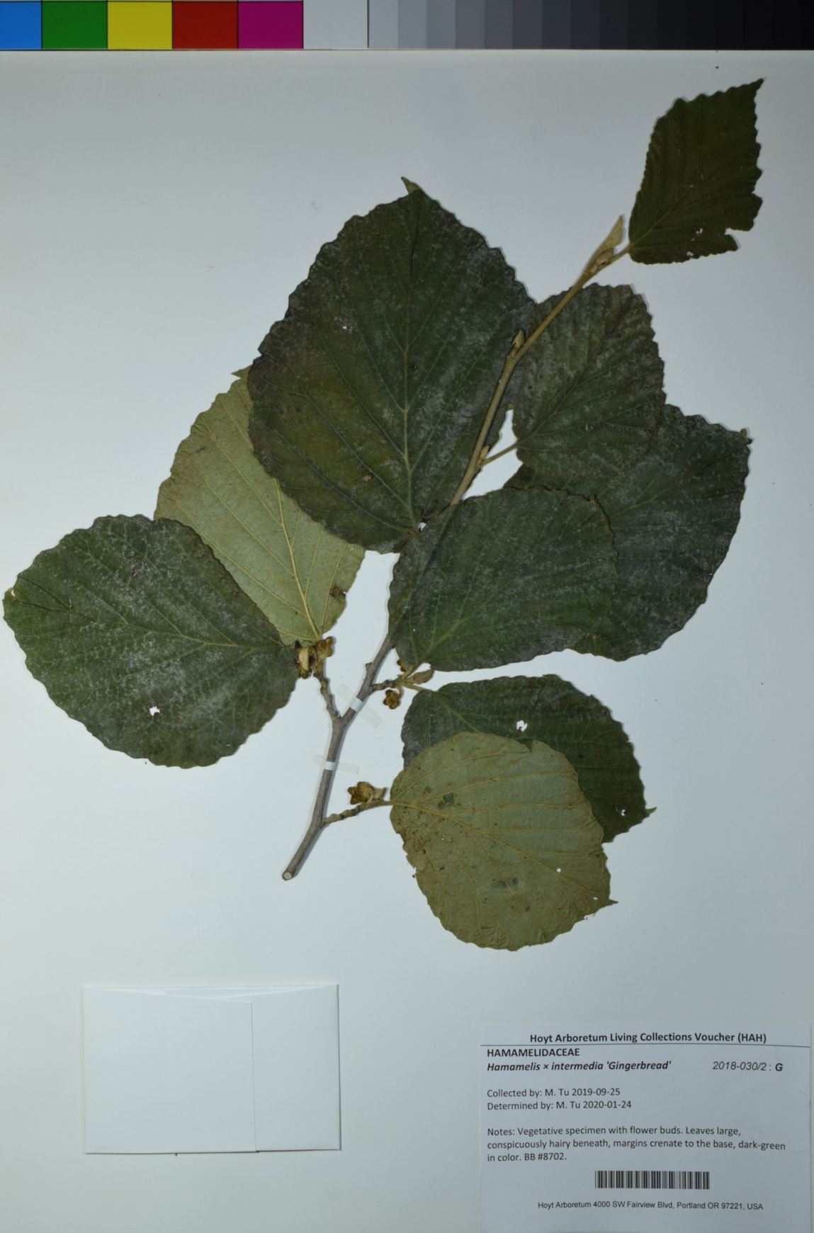 Hamamelis × intermedia 'Gingerbread'