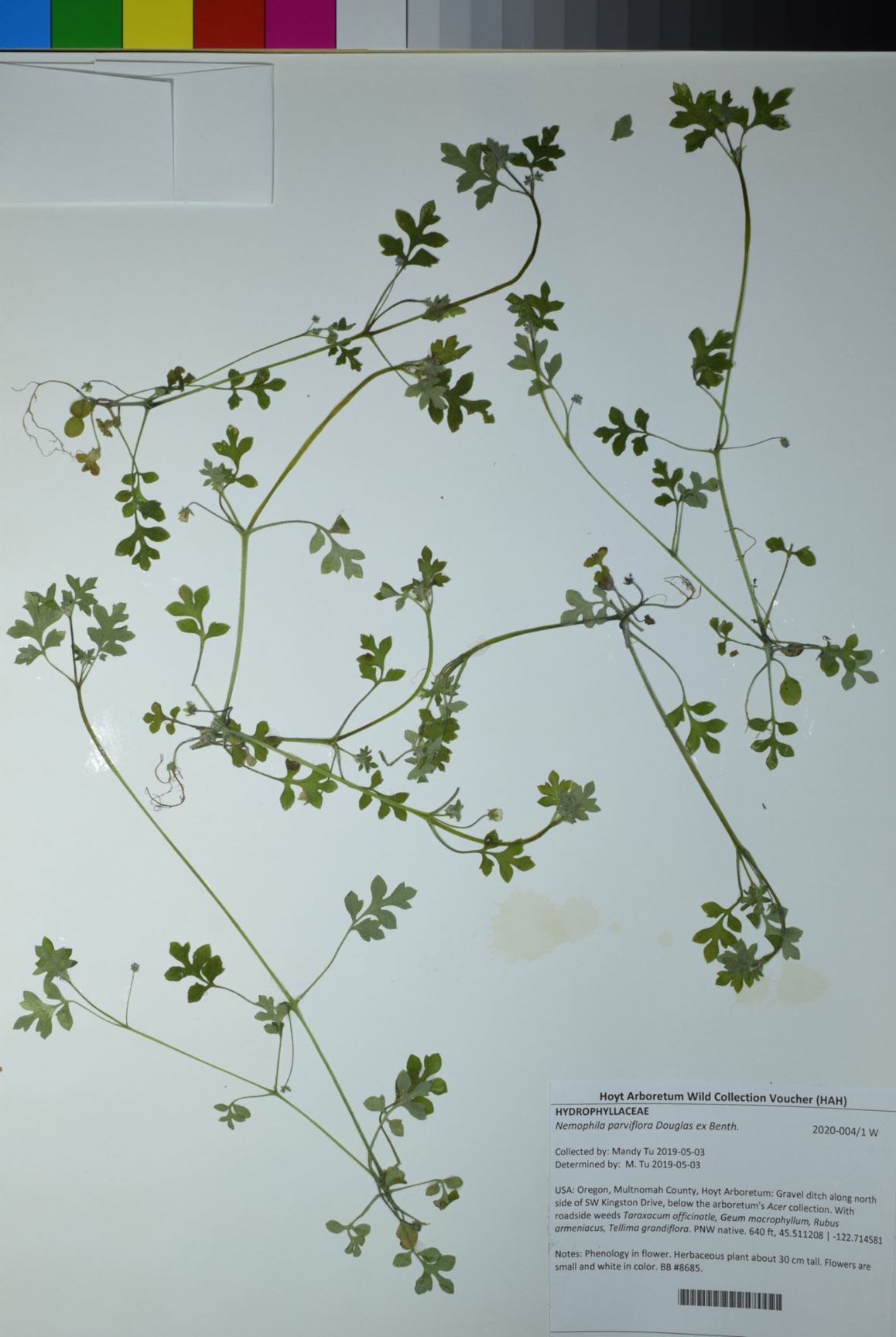 Nemophila parviflora - smallflower nemophila