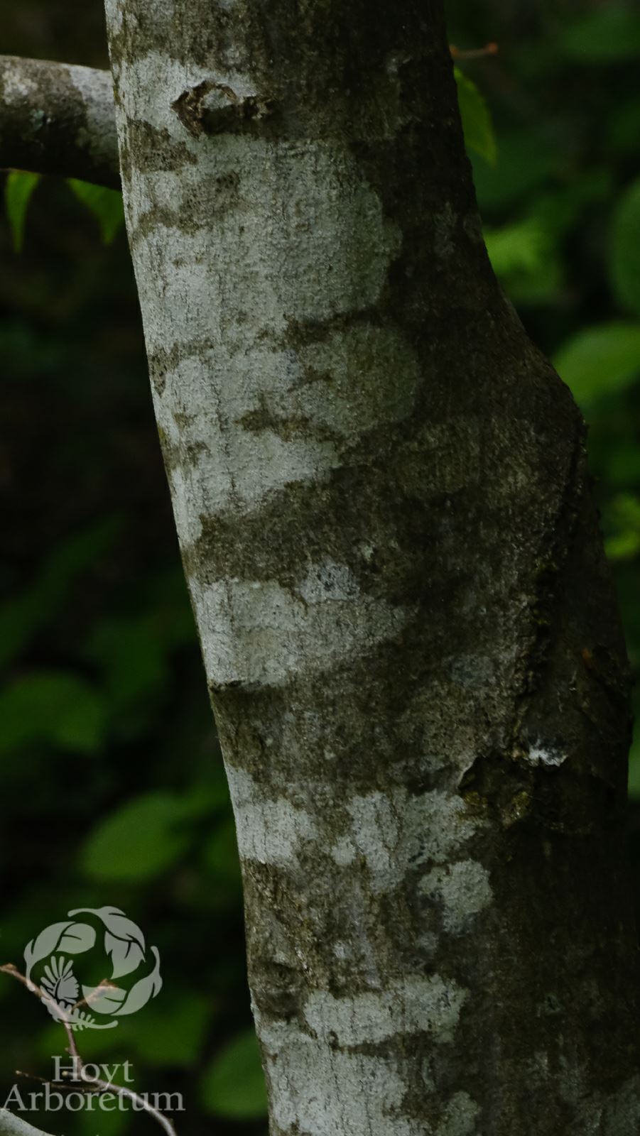 Carpinus caroliniana - American hornbeam