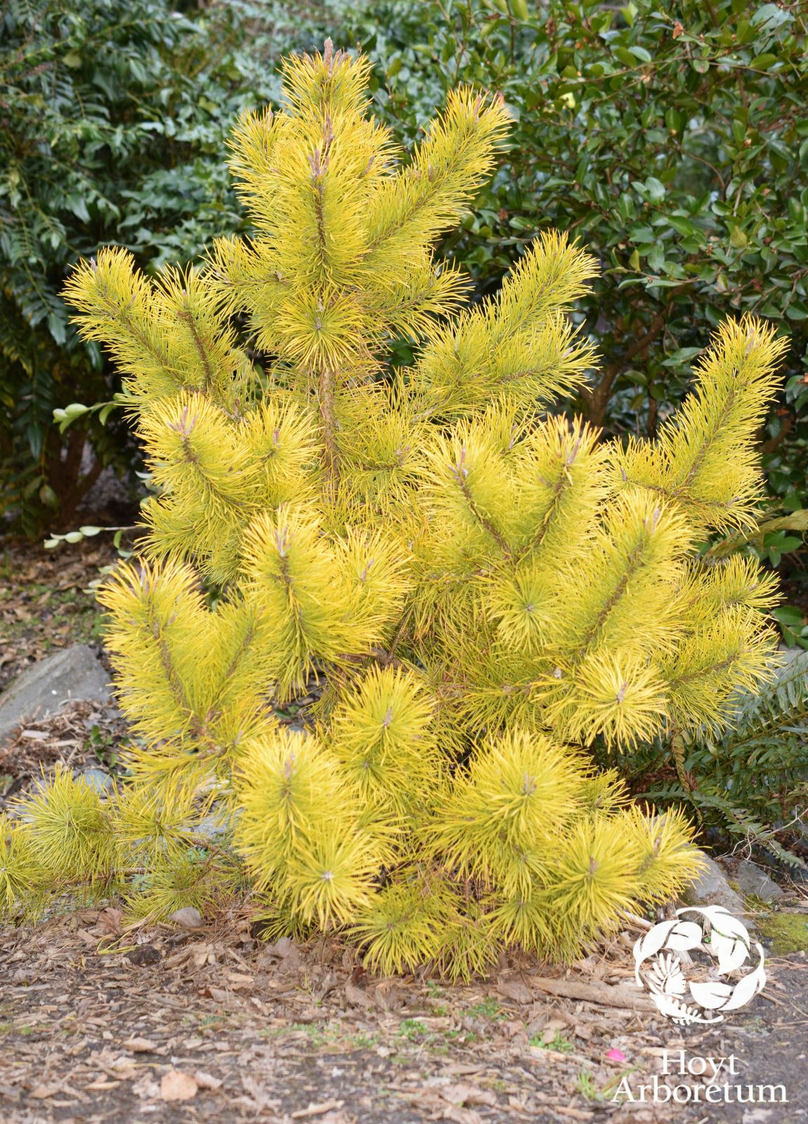 Pinus contorta var. latifolia 'Chief Joseph' - golden lodgepole pine