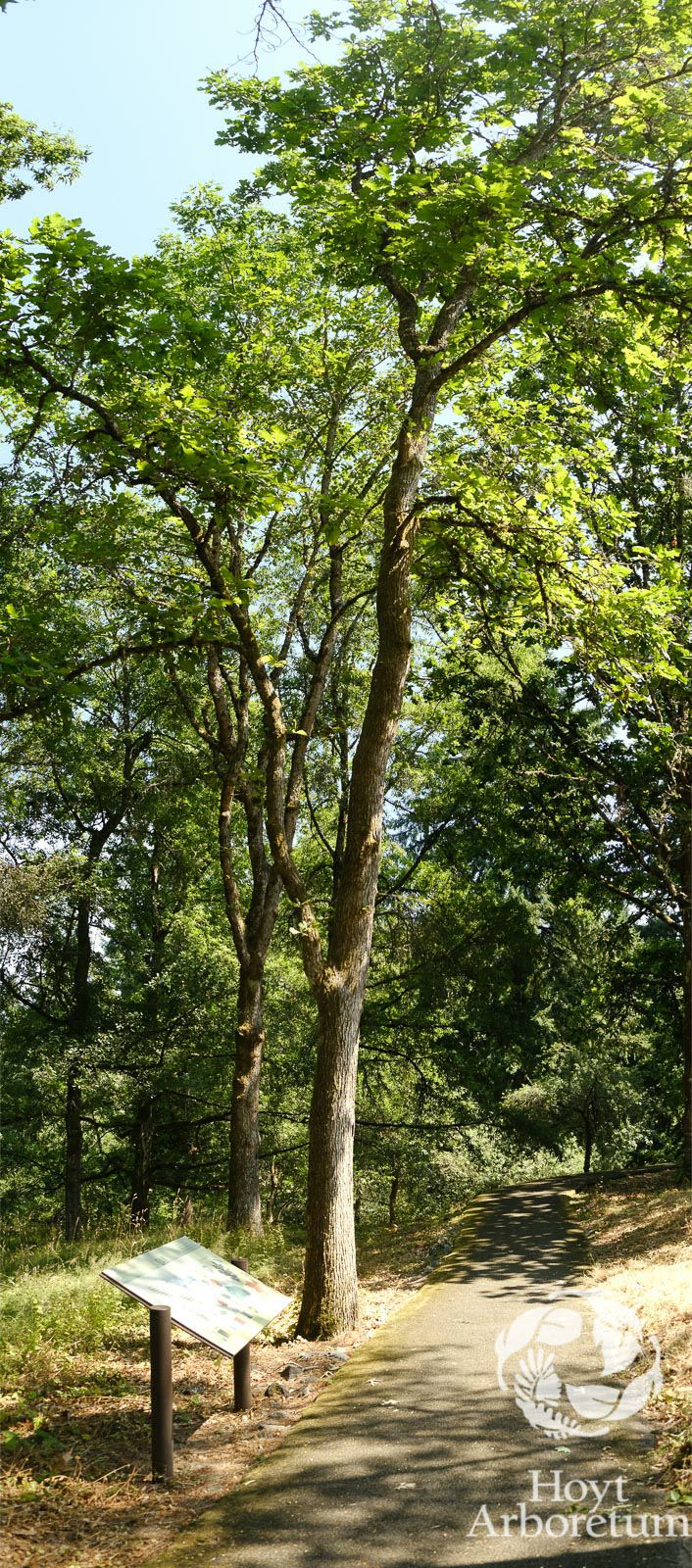 Quercus macrocarpa - bur oak