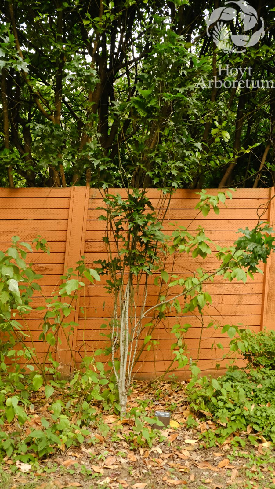 Quercus palustris 'Pringreen' Green Pillar™ - Columnar Pin Oak