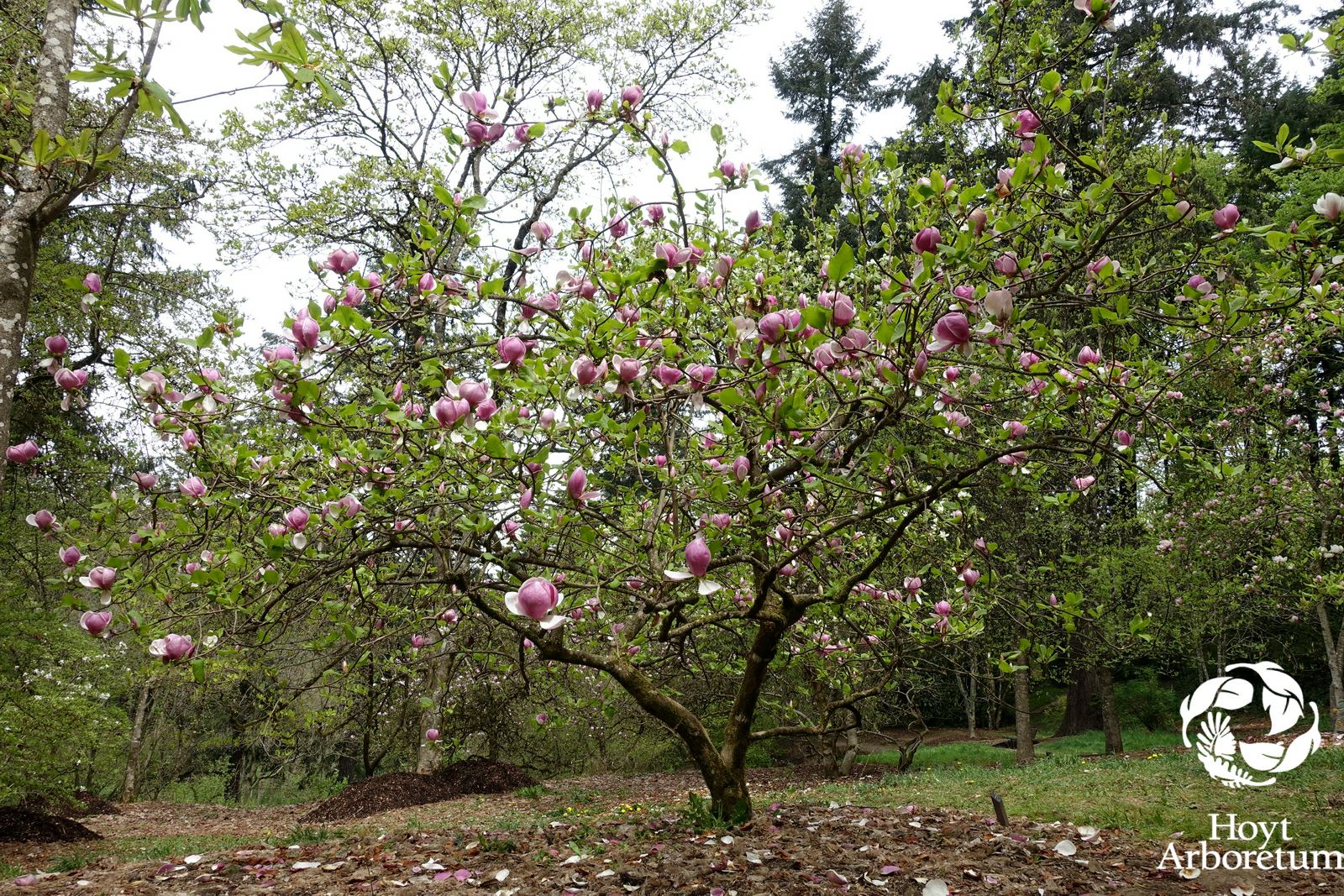 Magnolia × soulangiana 'Lennei' - Lennei Saucer Magnolia