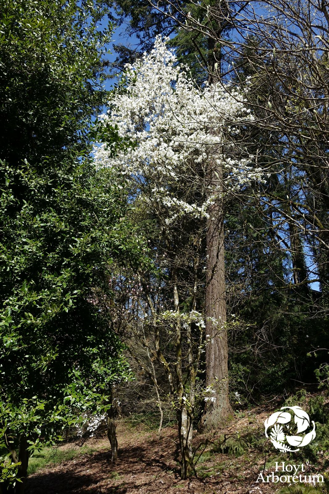 Magnolia × kewensis 'Wada's Memory' - hybrid magnolia
