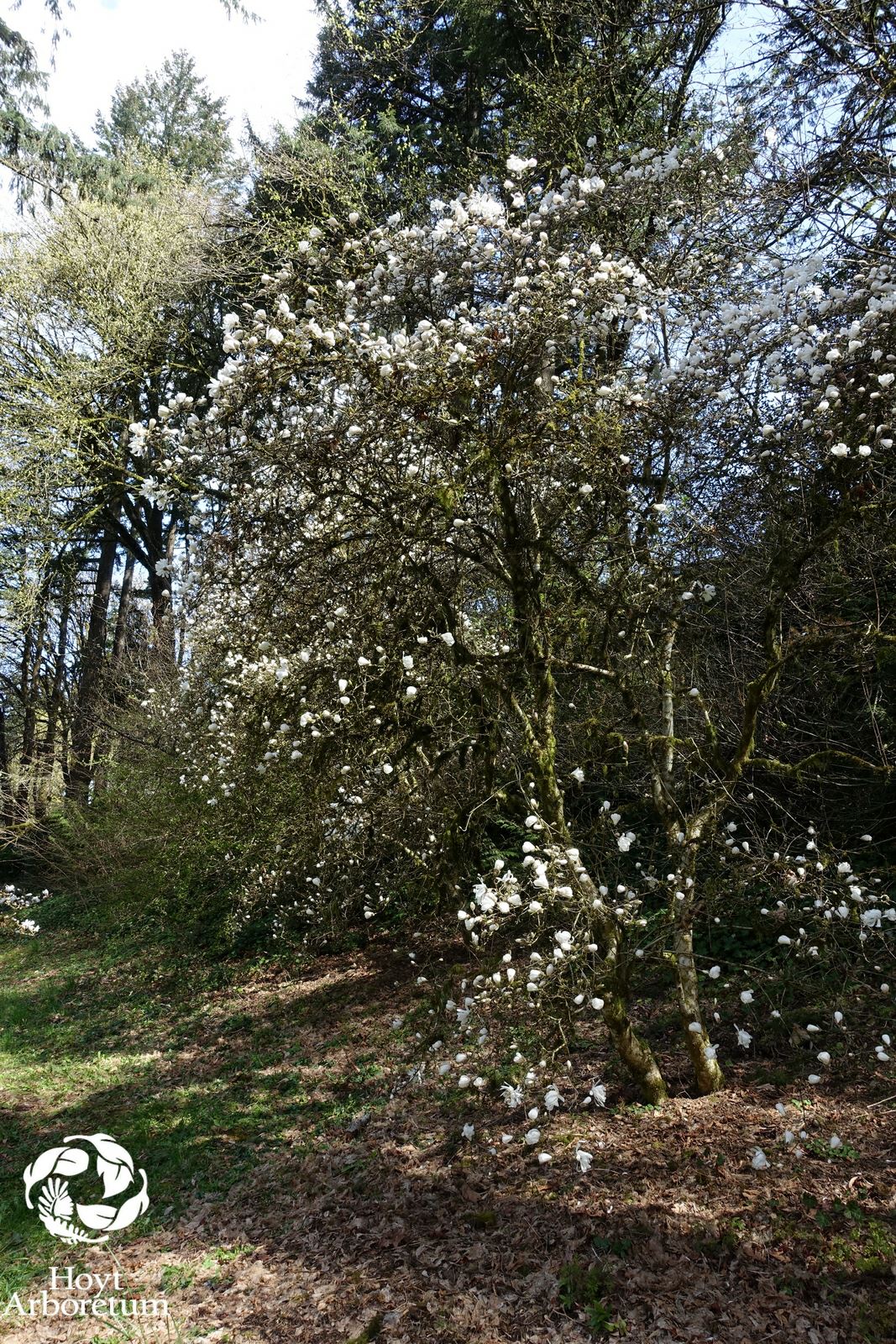 Magnolia stellata - Star Magnolia