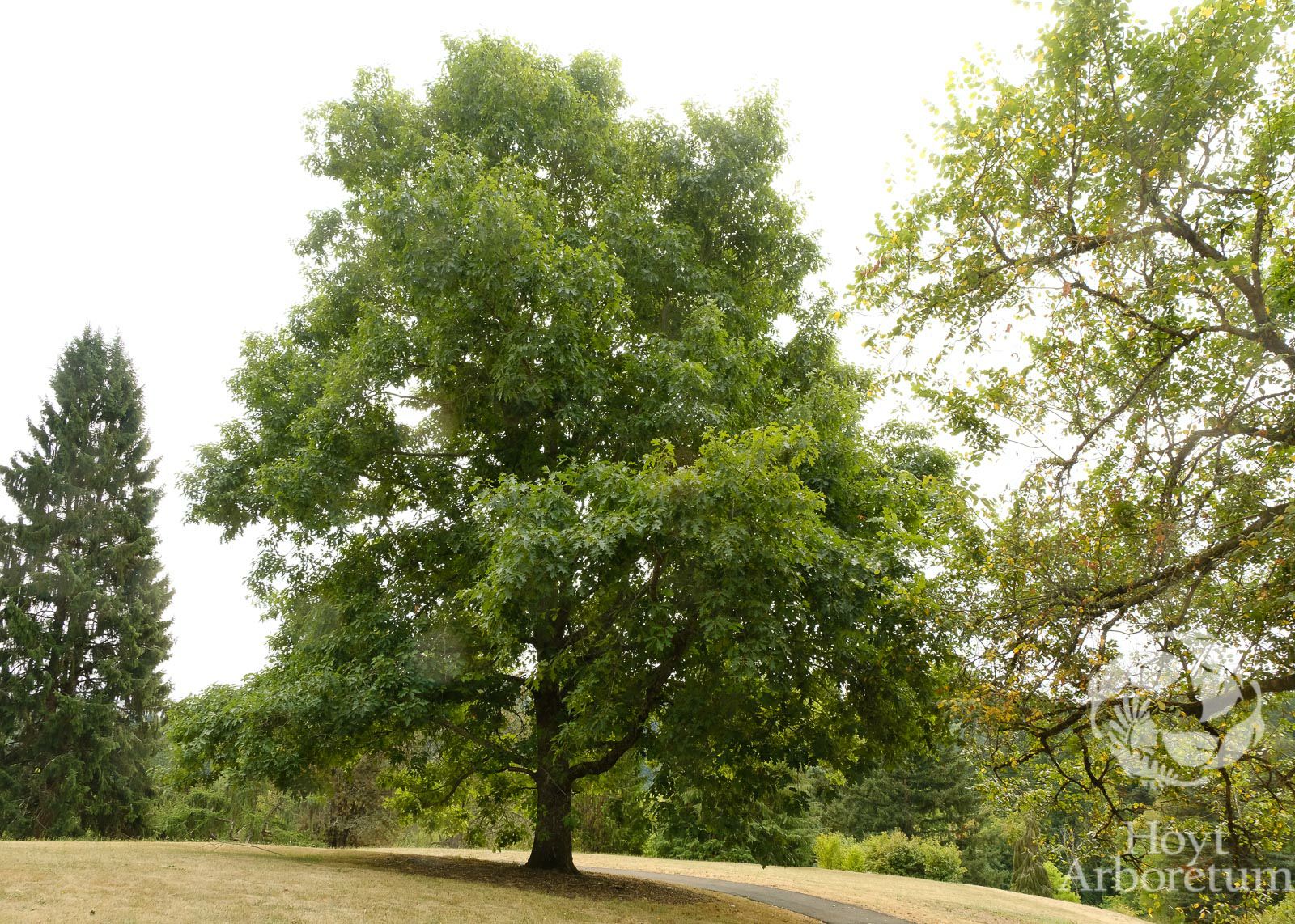 Quercus rubra - red oak, northern red oak