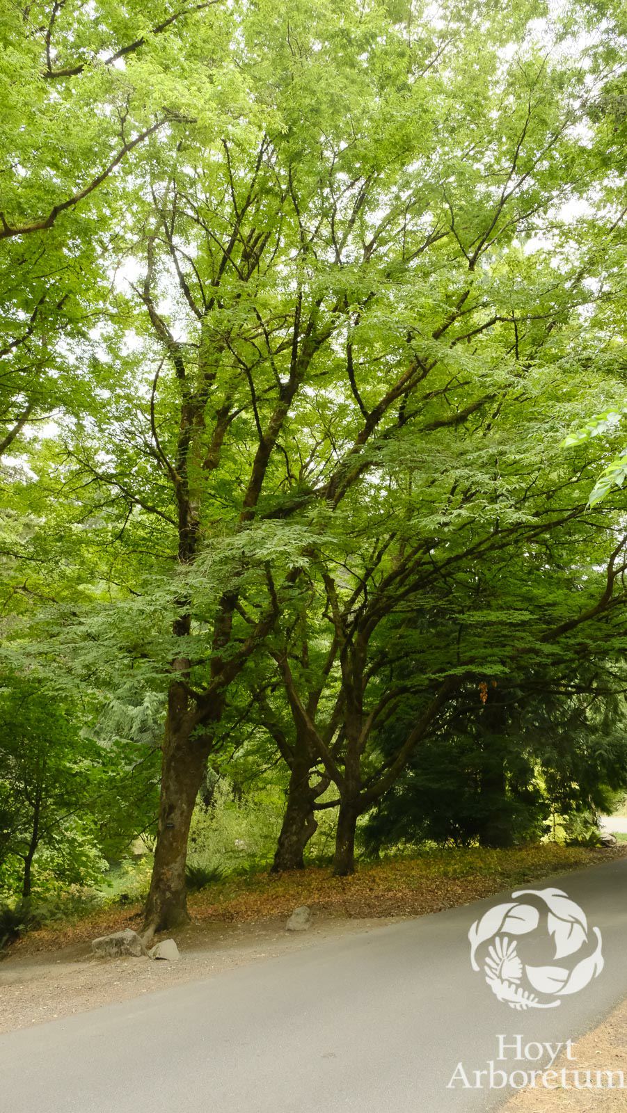 Zelkova serrata - Japanese zelkova