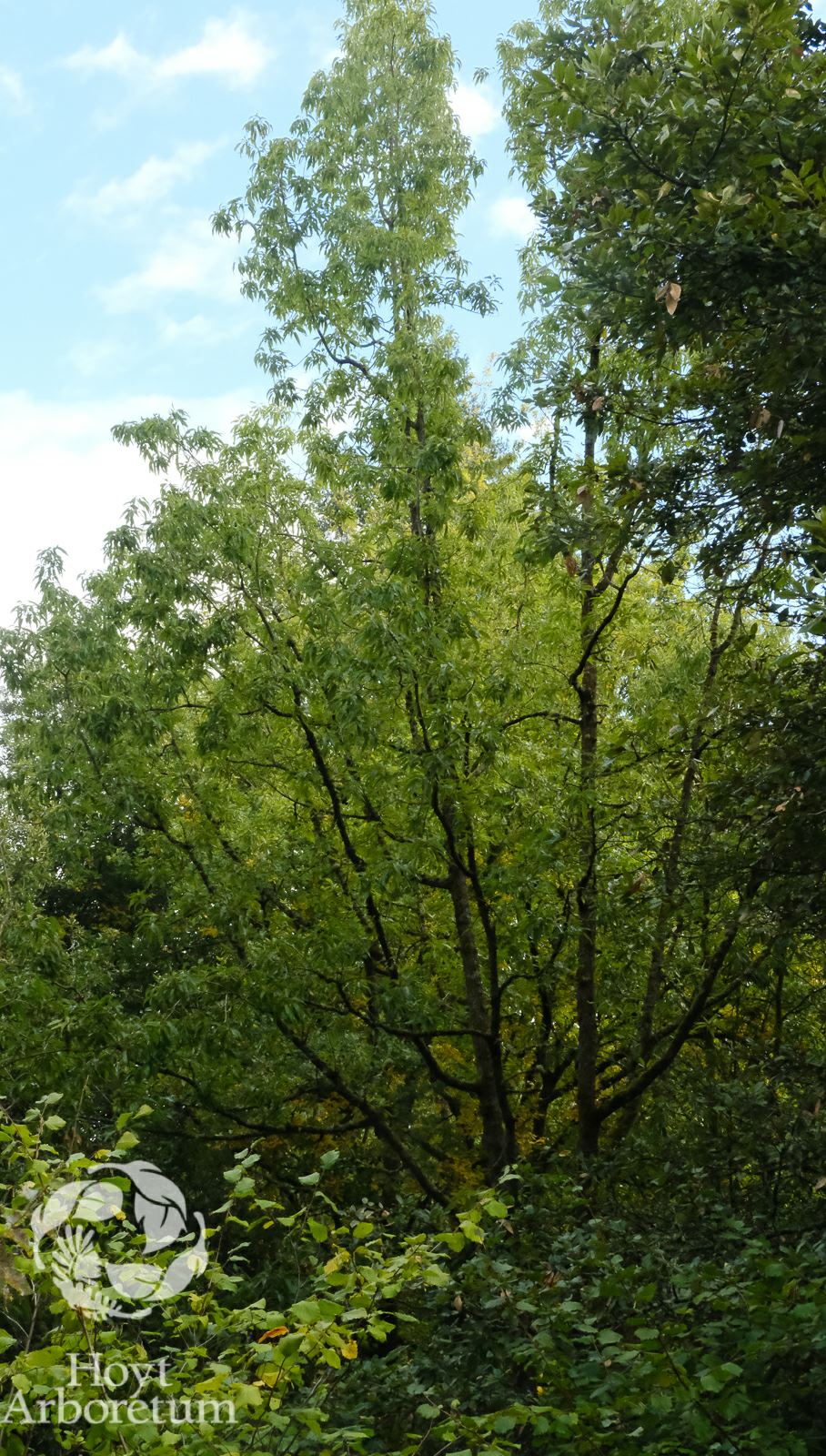 Quercus acutissima - sawtooth oak