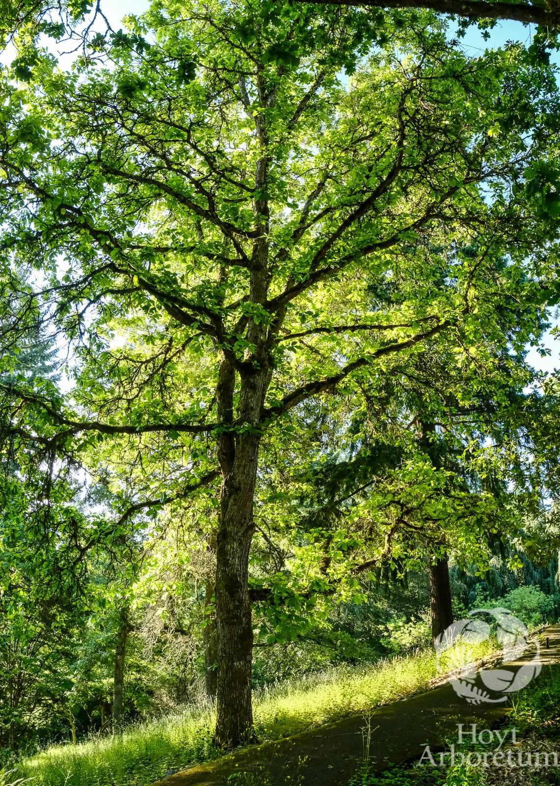 Quercus bicolor - Swamp White Oak, chene bicolore