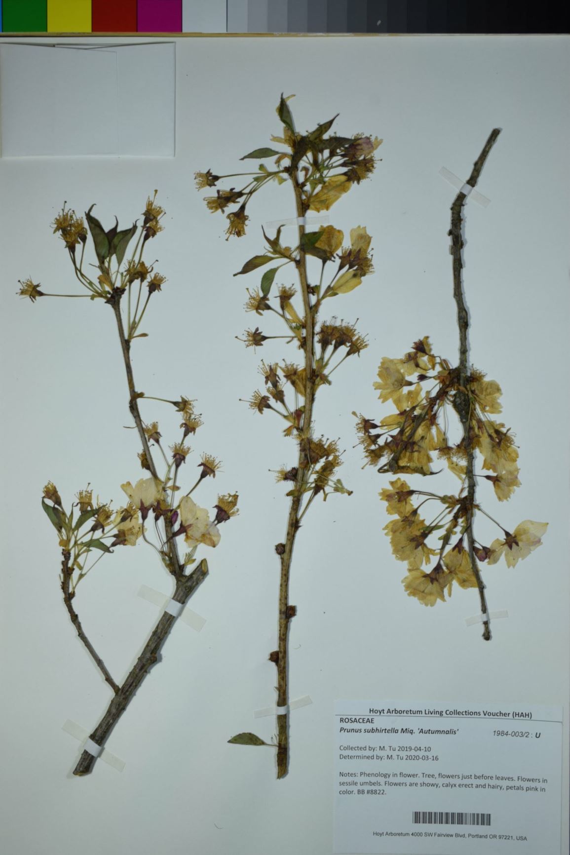 Prunus subhirtella 'Autumnalis' - Autumnalis Cherry