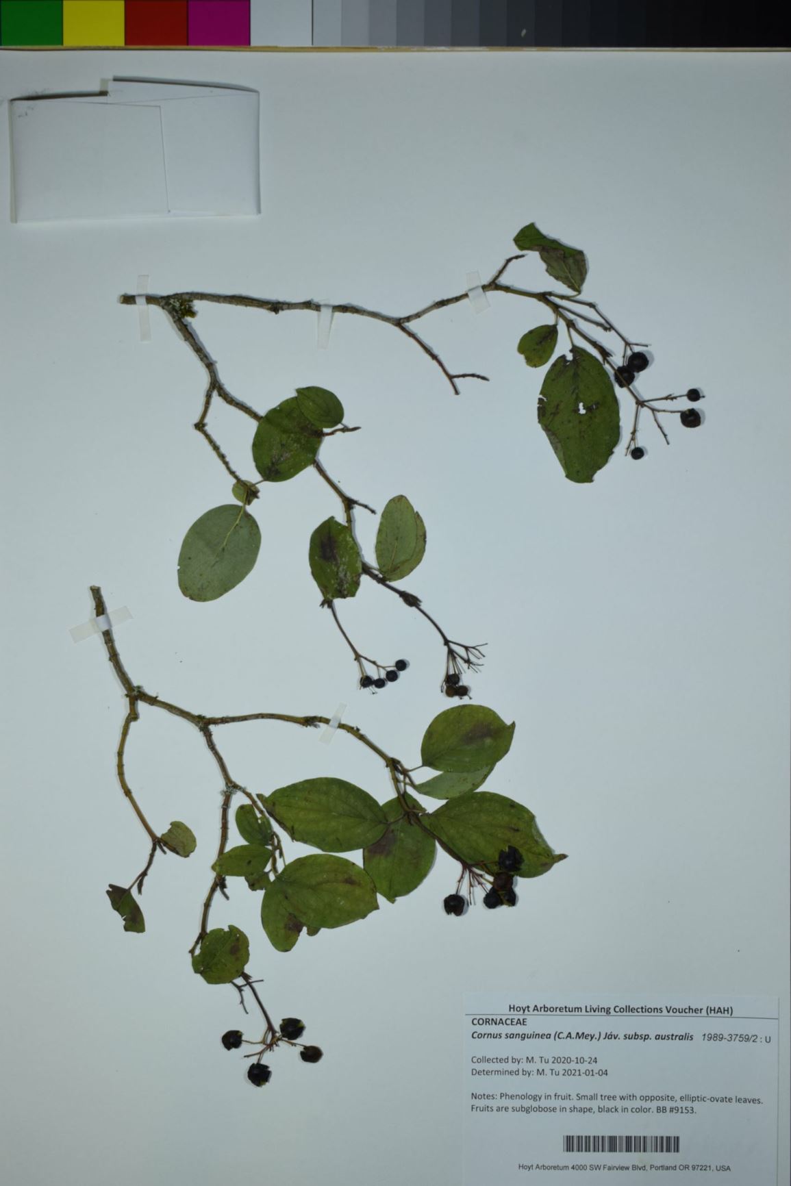 Cornus sanguinea subsp. australis - European Dogwood
