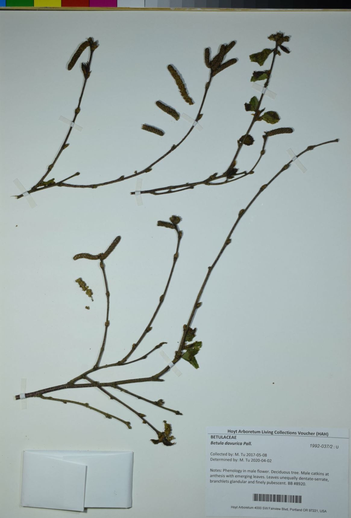 Betula davurica - Asian Black Birch