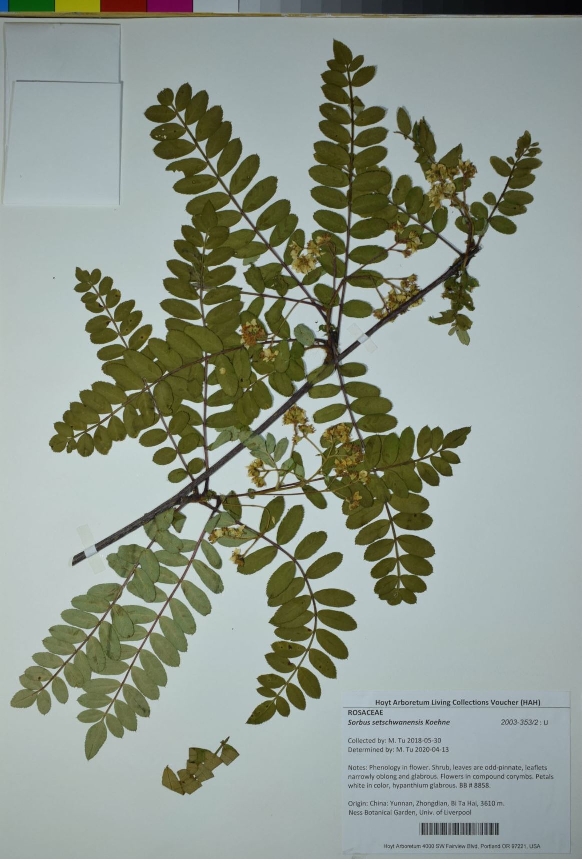 Sorbus setschwanensis
