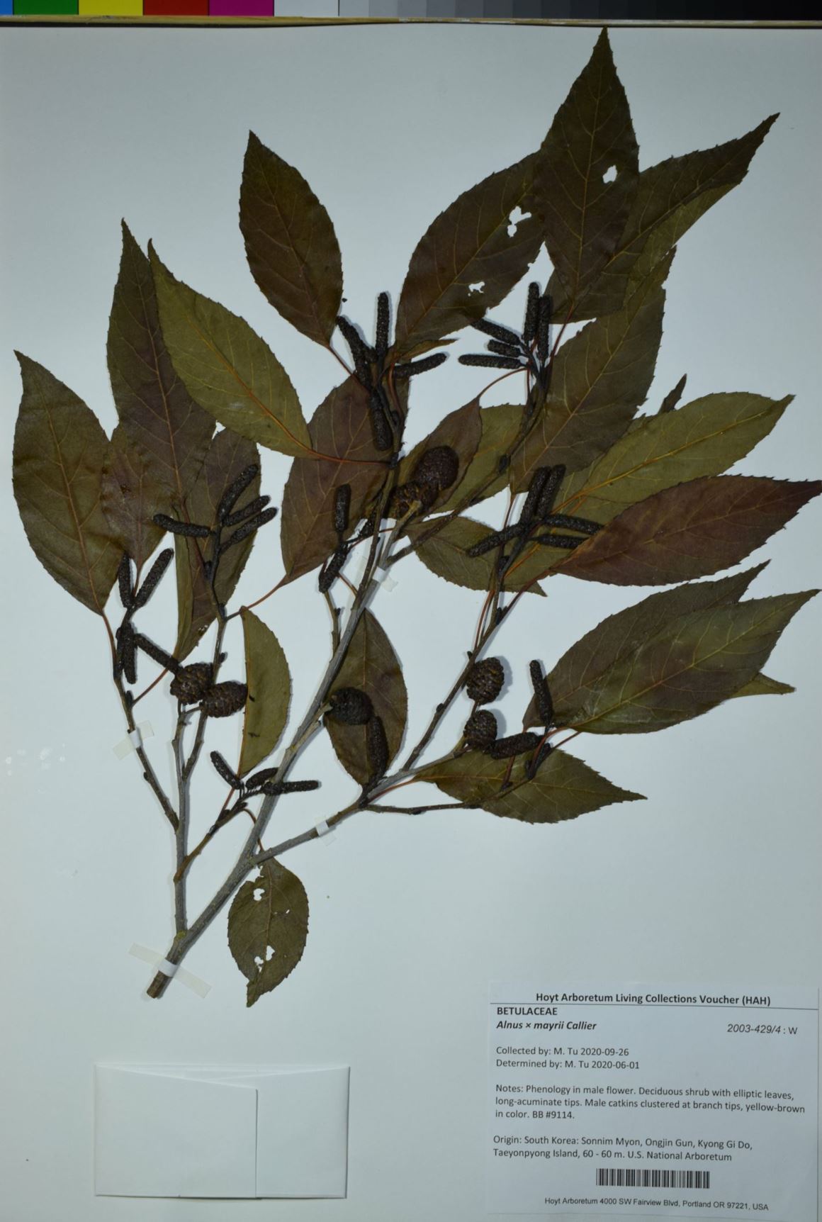 Alnus × mayrii