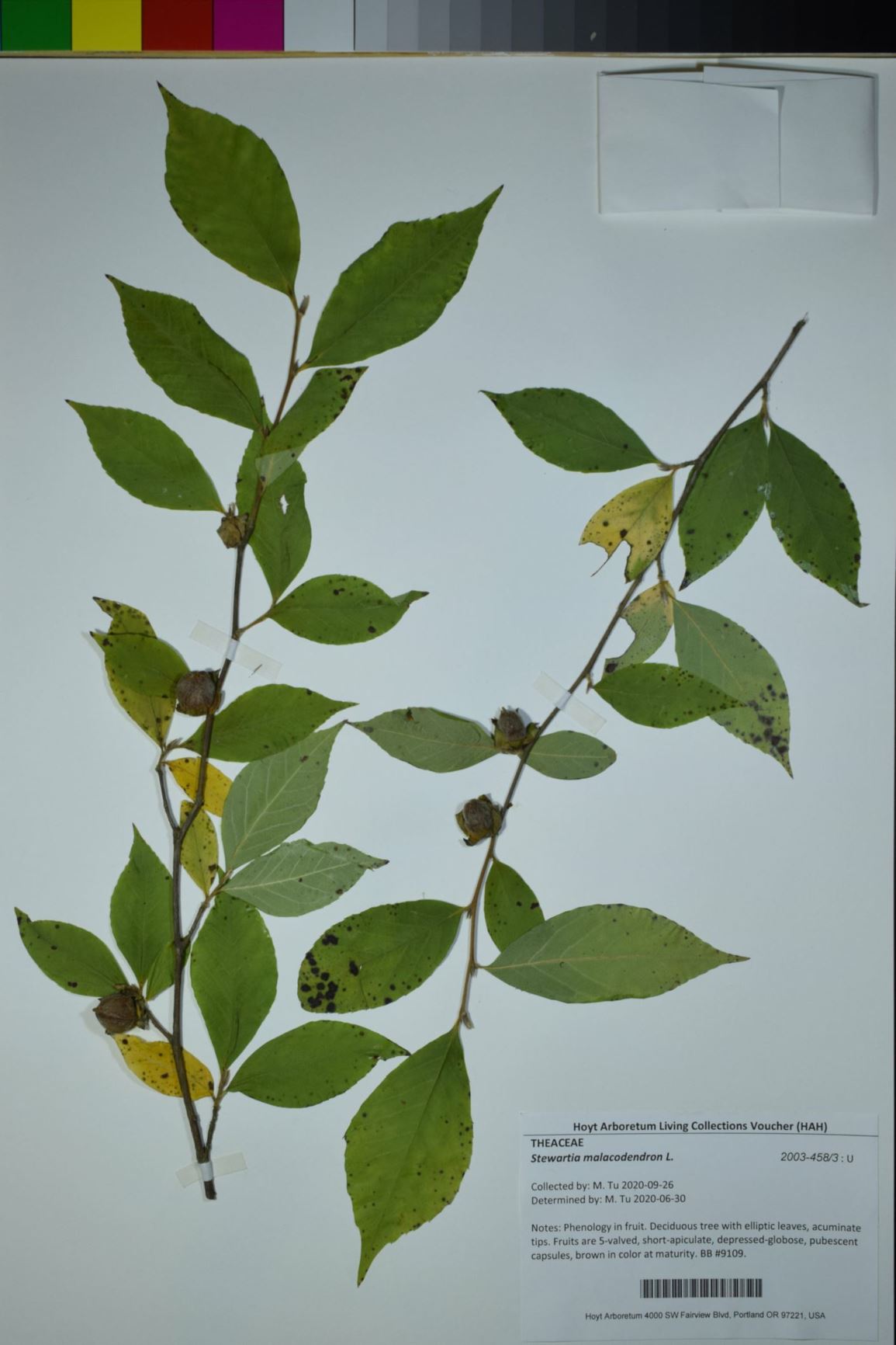 Stewartia malacodendron - Silky Camellia