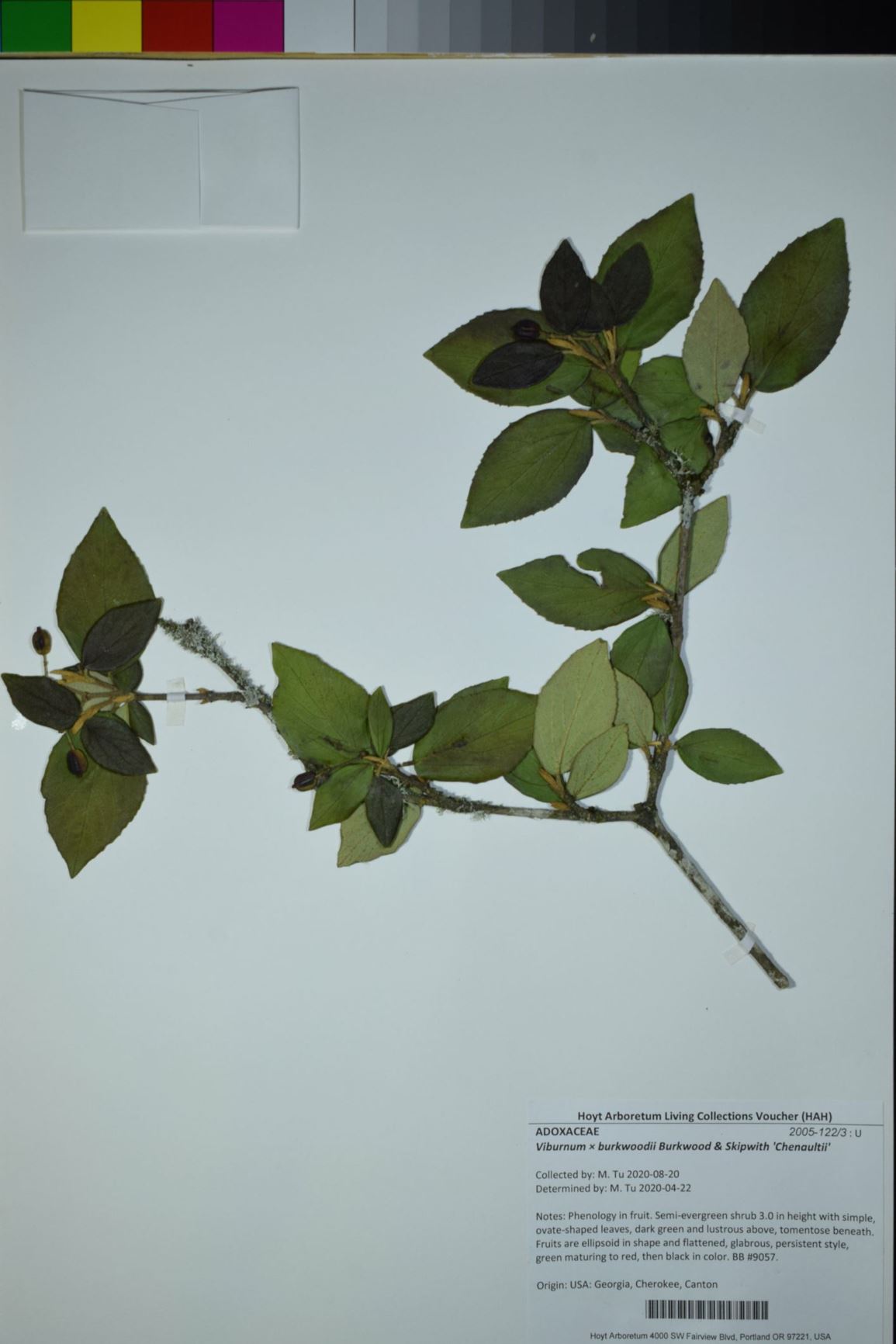 Viburnum × burkwoodii 'Chenaultii'