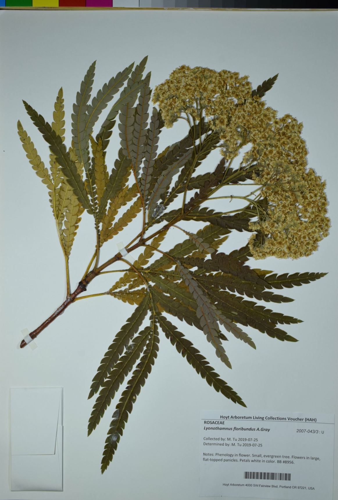 Lyonothamnus floribundus - Catalina ironwood