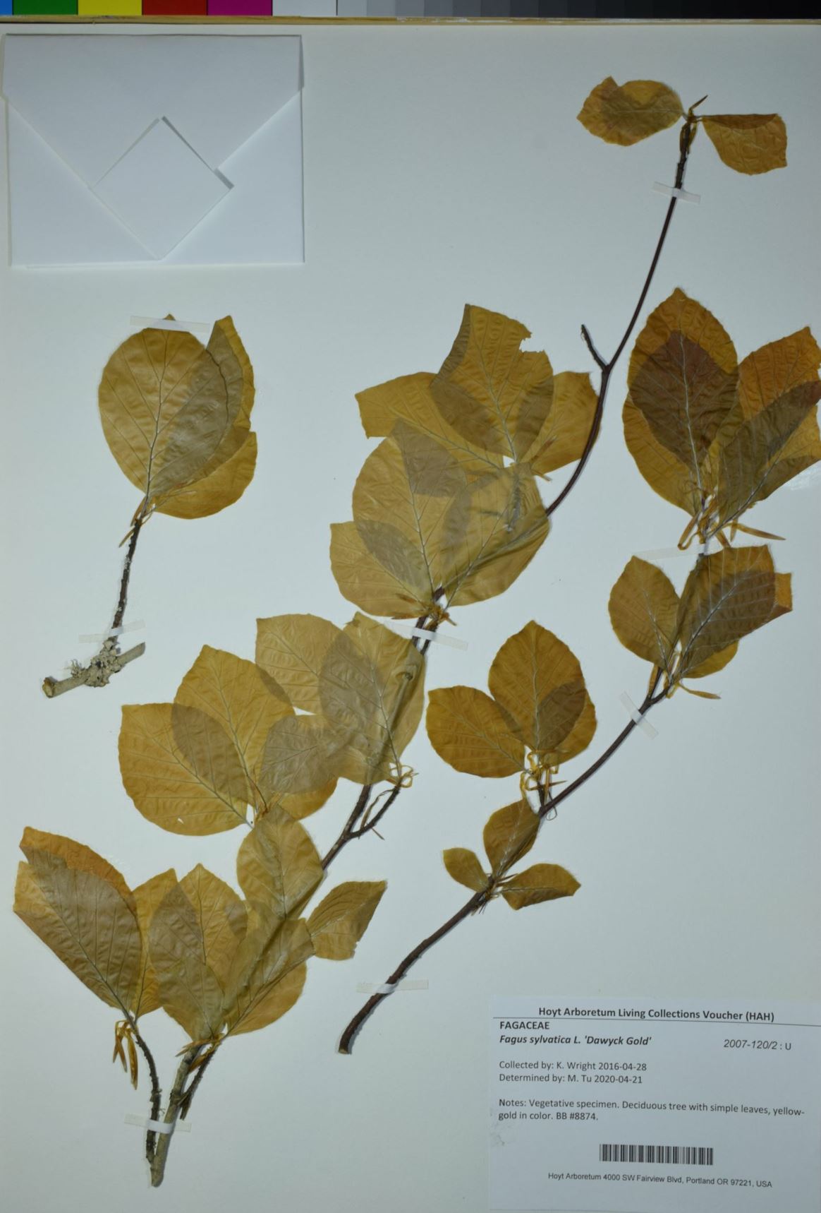 Fagus sylvatica 'Dawyck Gold' - columnar golden European beech