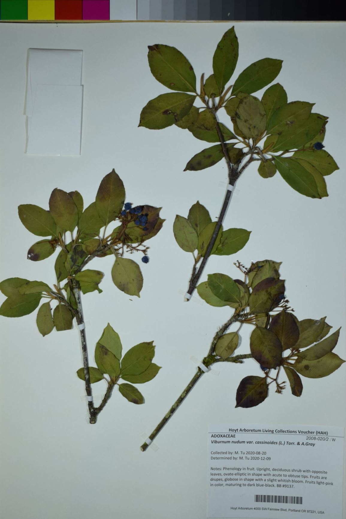 Viburnum nudum var. cassinoides - withe-rod, possumhaw