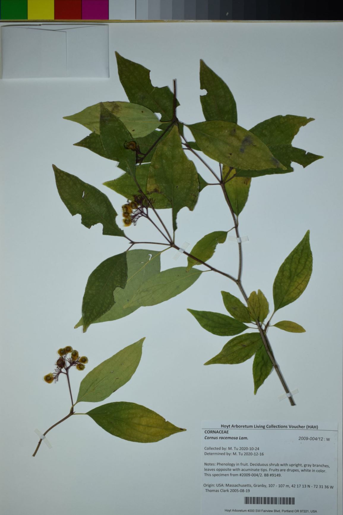 Cornus racemosa - gray dogwood, panicled dogwood