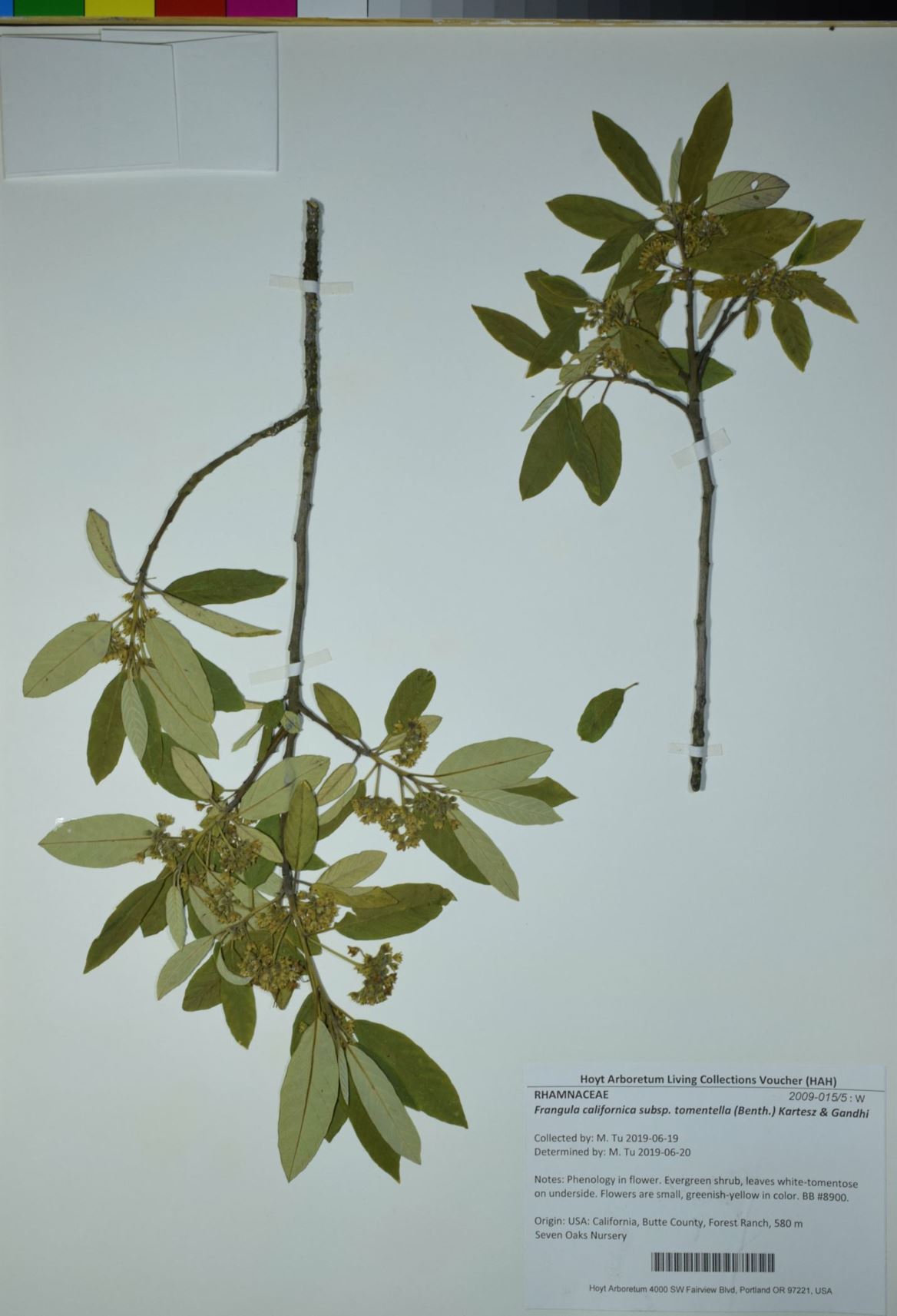 Frangula californica subsp. tomentella - hoary coffeeberry