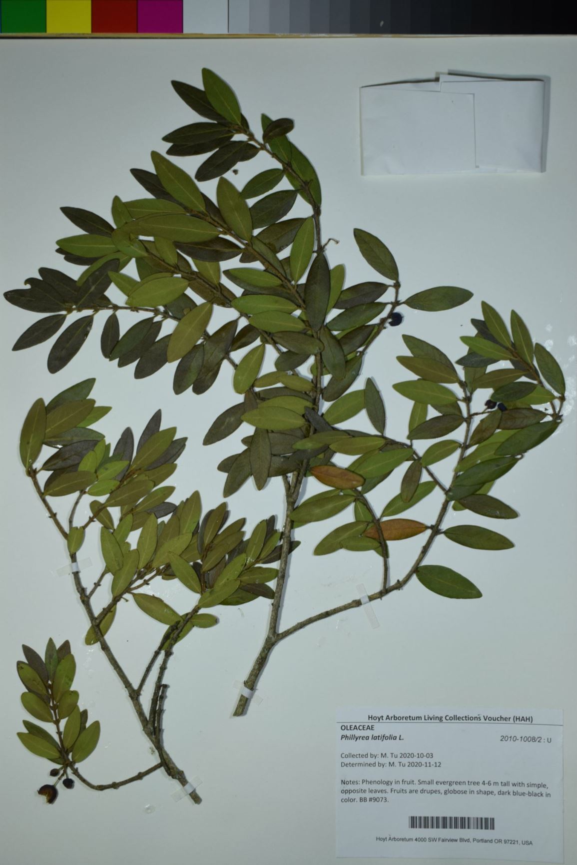 Phillyrea latifolia
