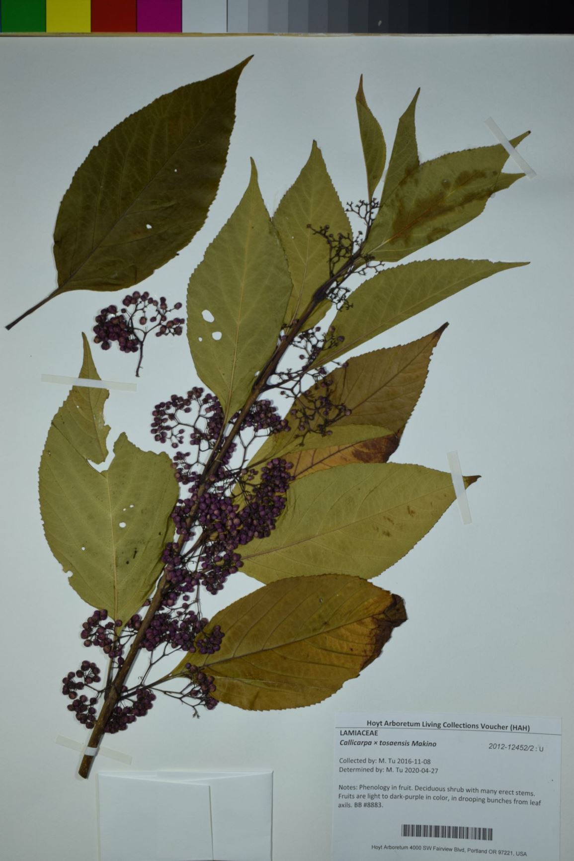 Callicarpa × tosaensis