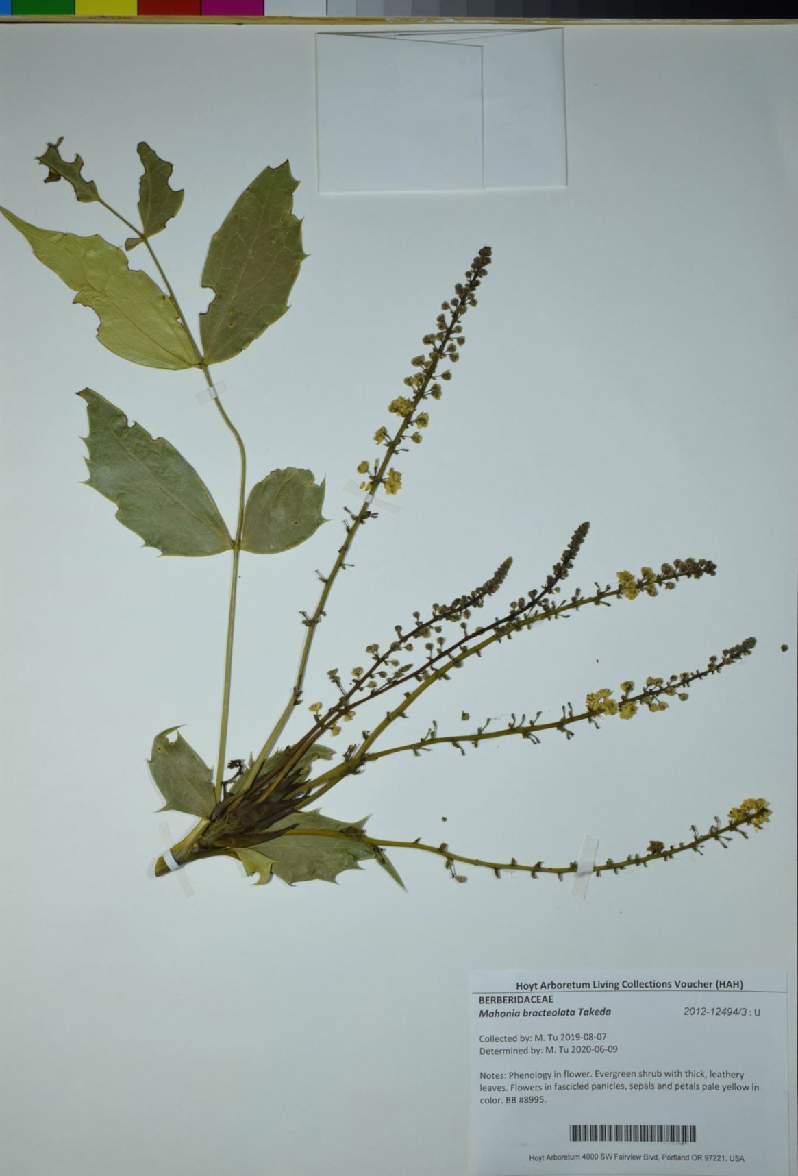 Mahonia bracteolata
