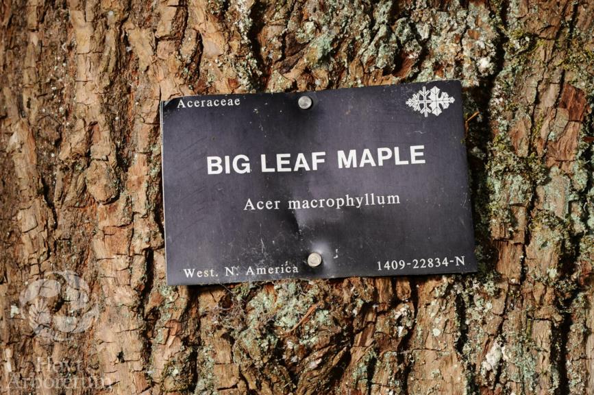 Acer macrophyllum - bigleaf maple