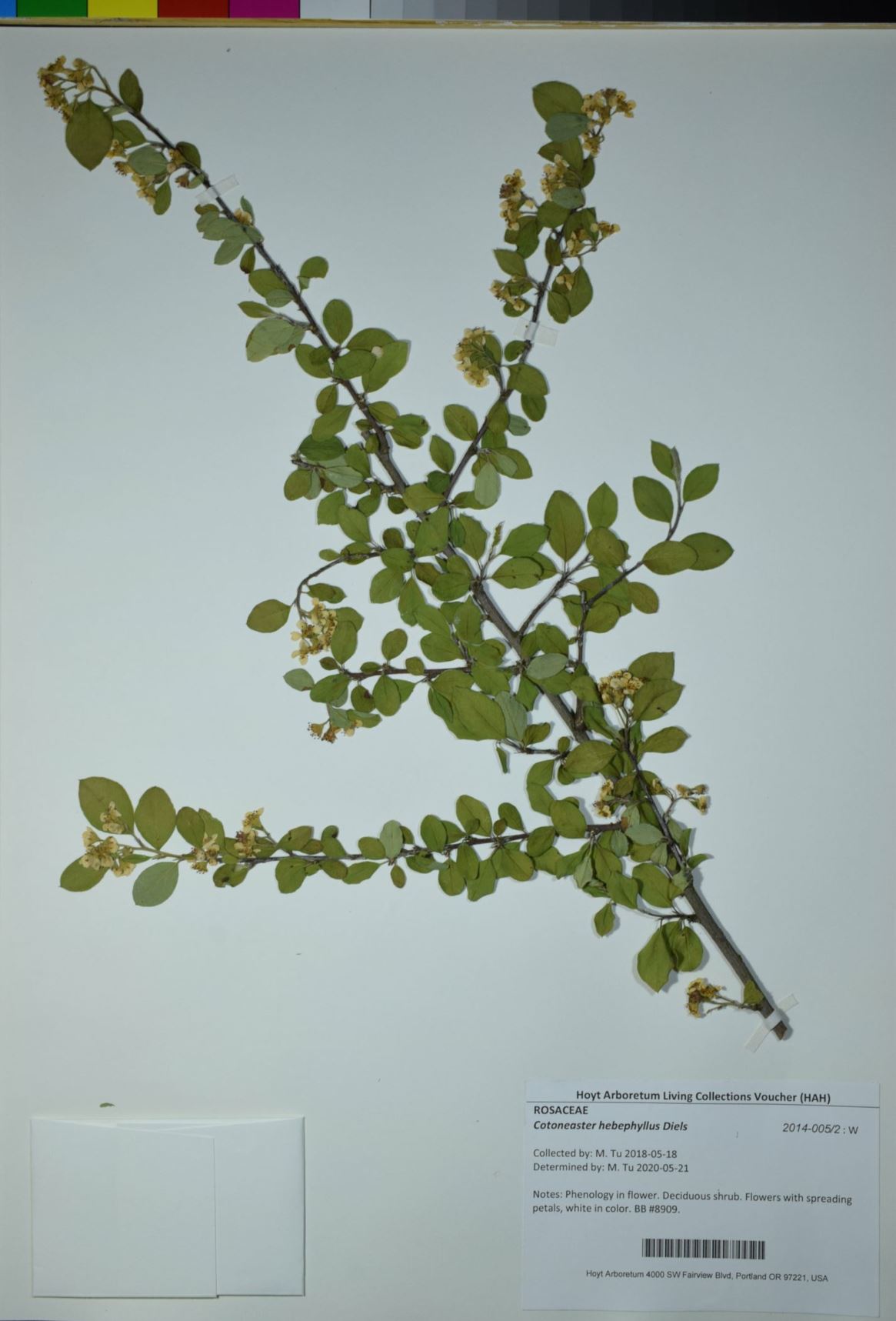 Cotoneaster hebephyllus