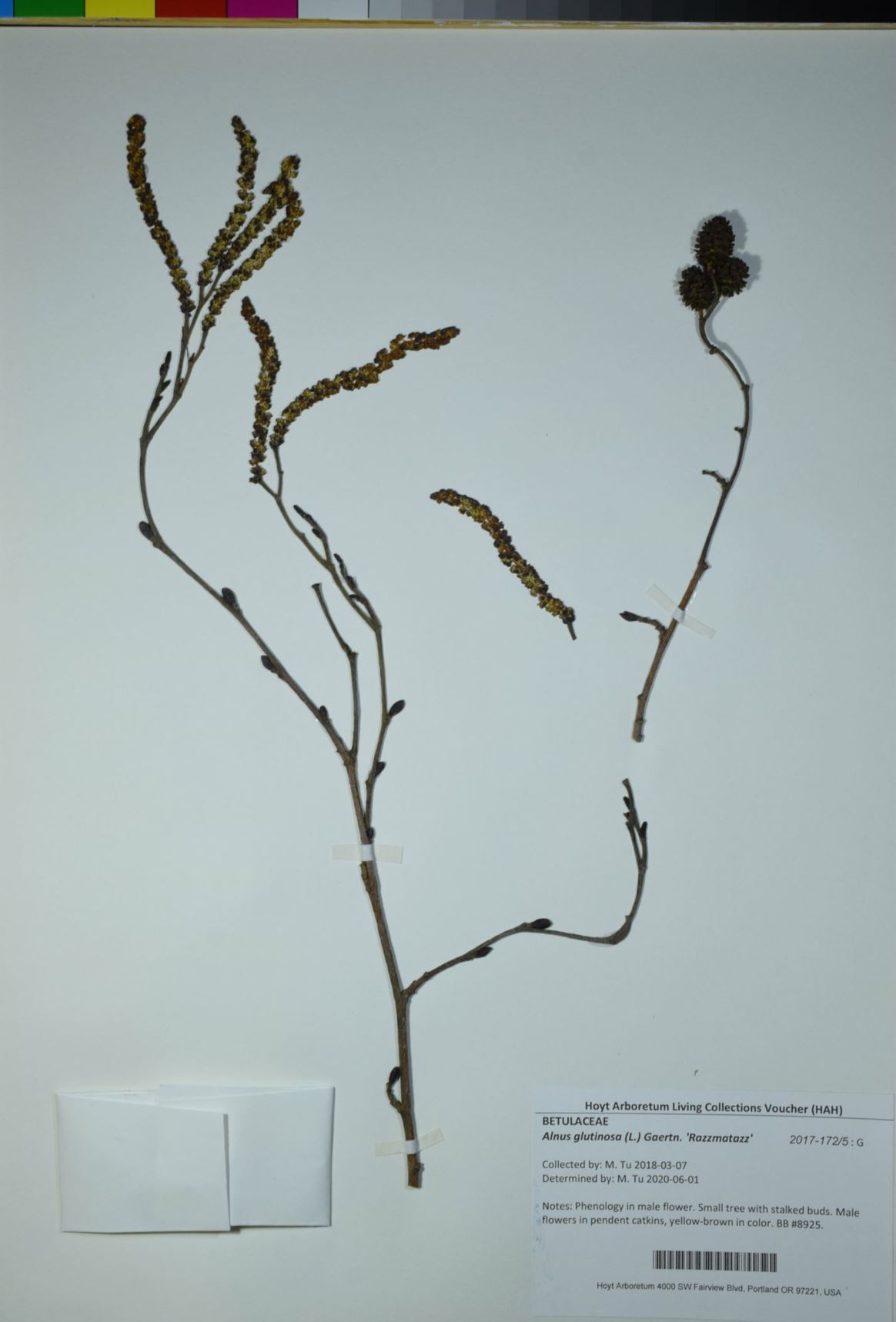 Alnus glutinosa 'Razzmatazz' - variegated alder