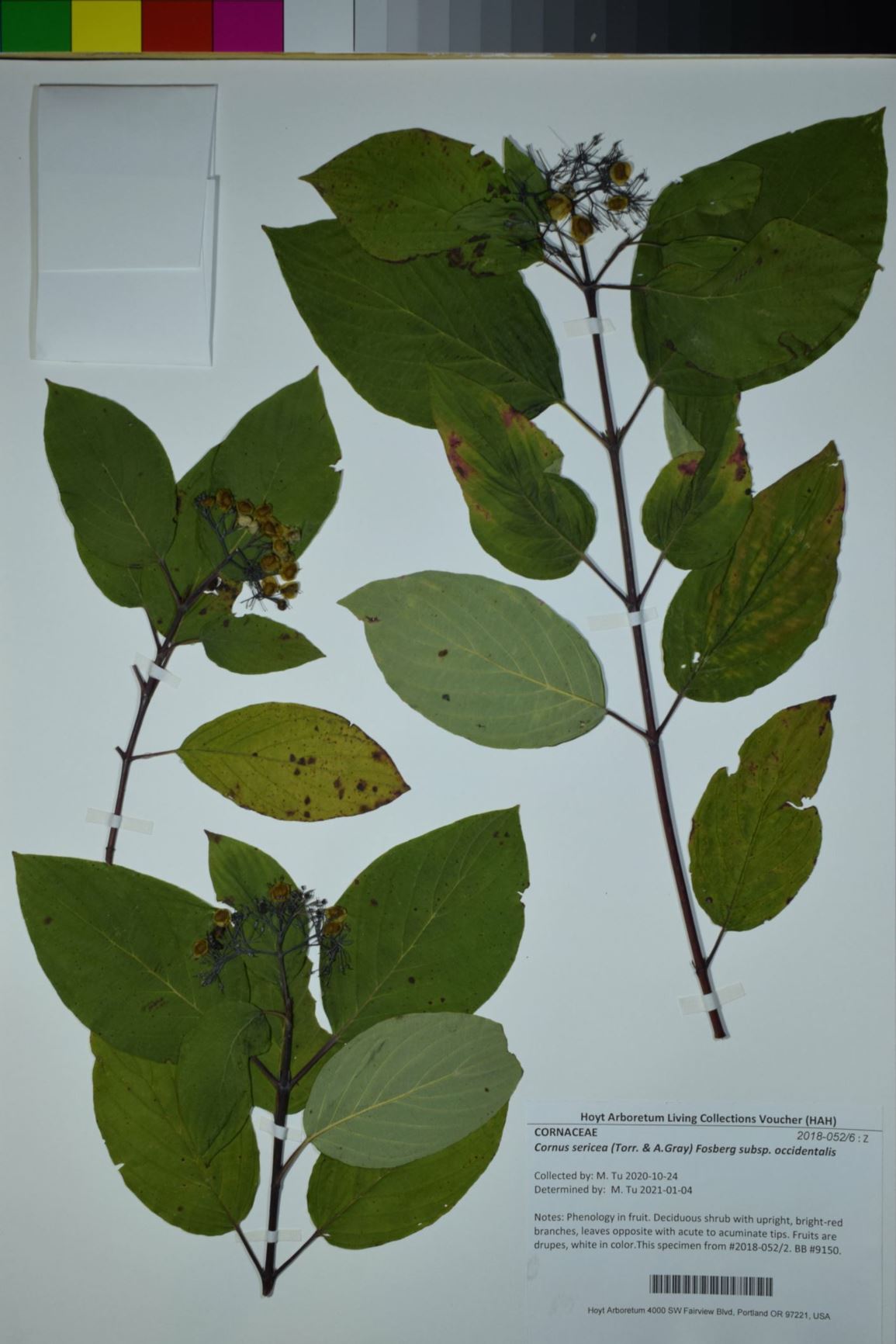 Cornus sericea subsp. occidentalis - Creek Dogwood, western dogwood