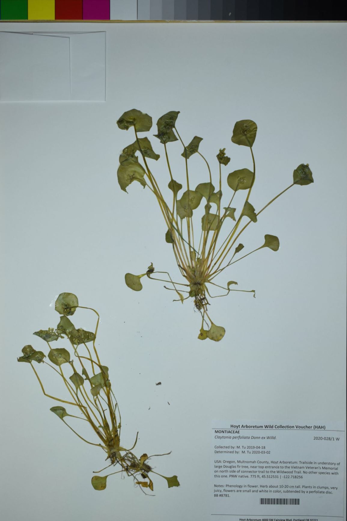 Claytonia perfoliata - minerslettuce, miner's lettuce