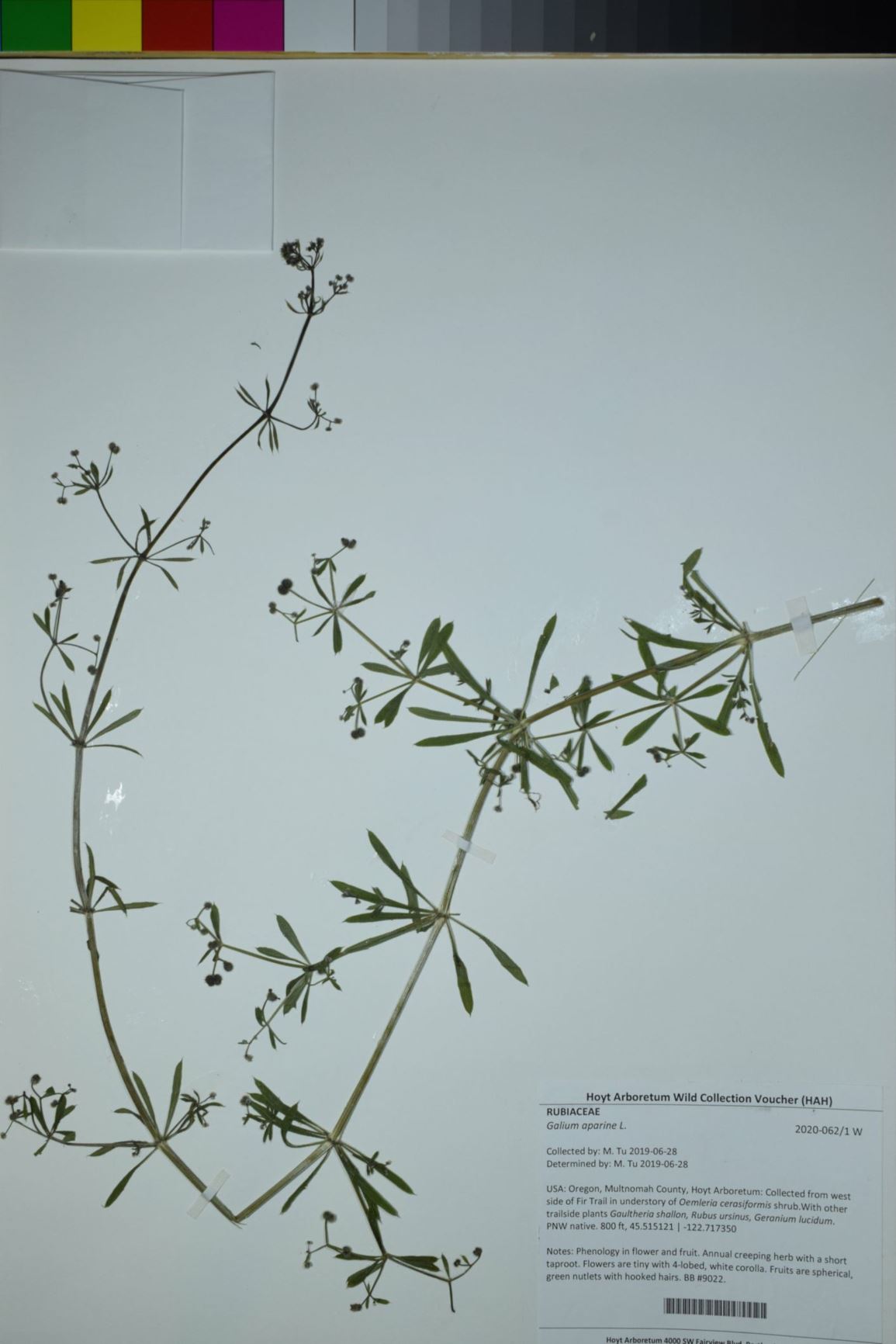 Galium aparine - bedstraw, cleavers, cleaverwort, scarthgrass, white hedge, catchweed bedstraw, goose grass, sticky-willy, stickywilly
