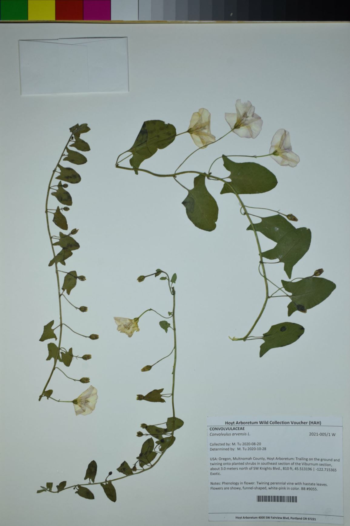 Convolvulus arvensis - European bindweed, perennial morningglory, smallflowered morningglory, field bindweed