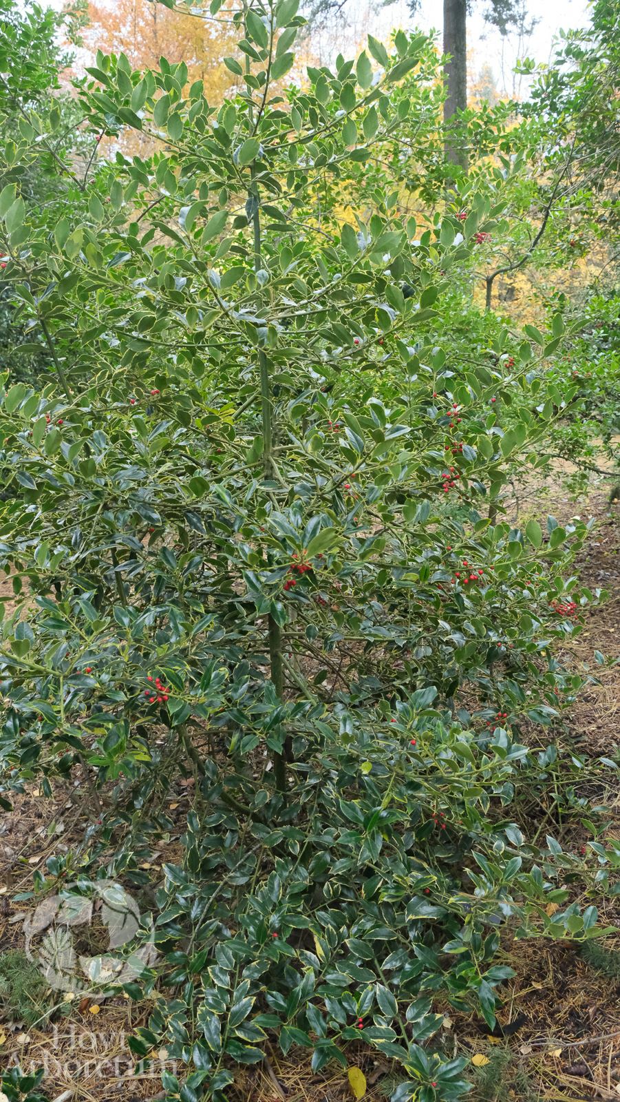 Ilex aquifolium 'Aurifodina'