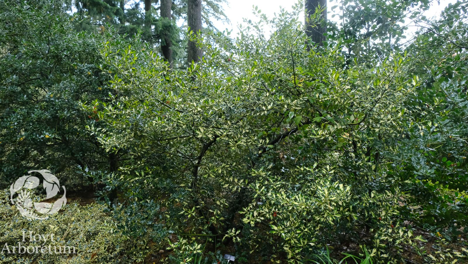 Ilex aquifolium 'Wieman's Brightbush'