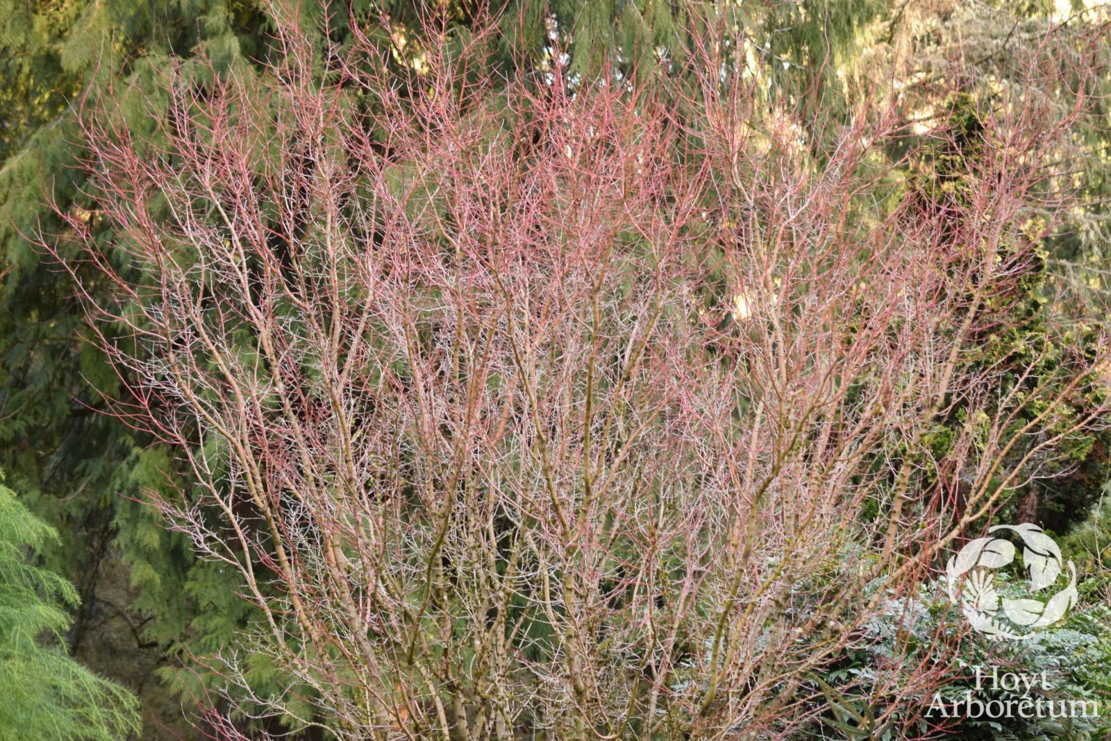 Acer palmatum 'Winter Flame' - winter flame coralbark maple