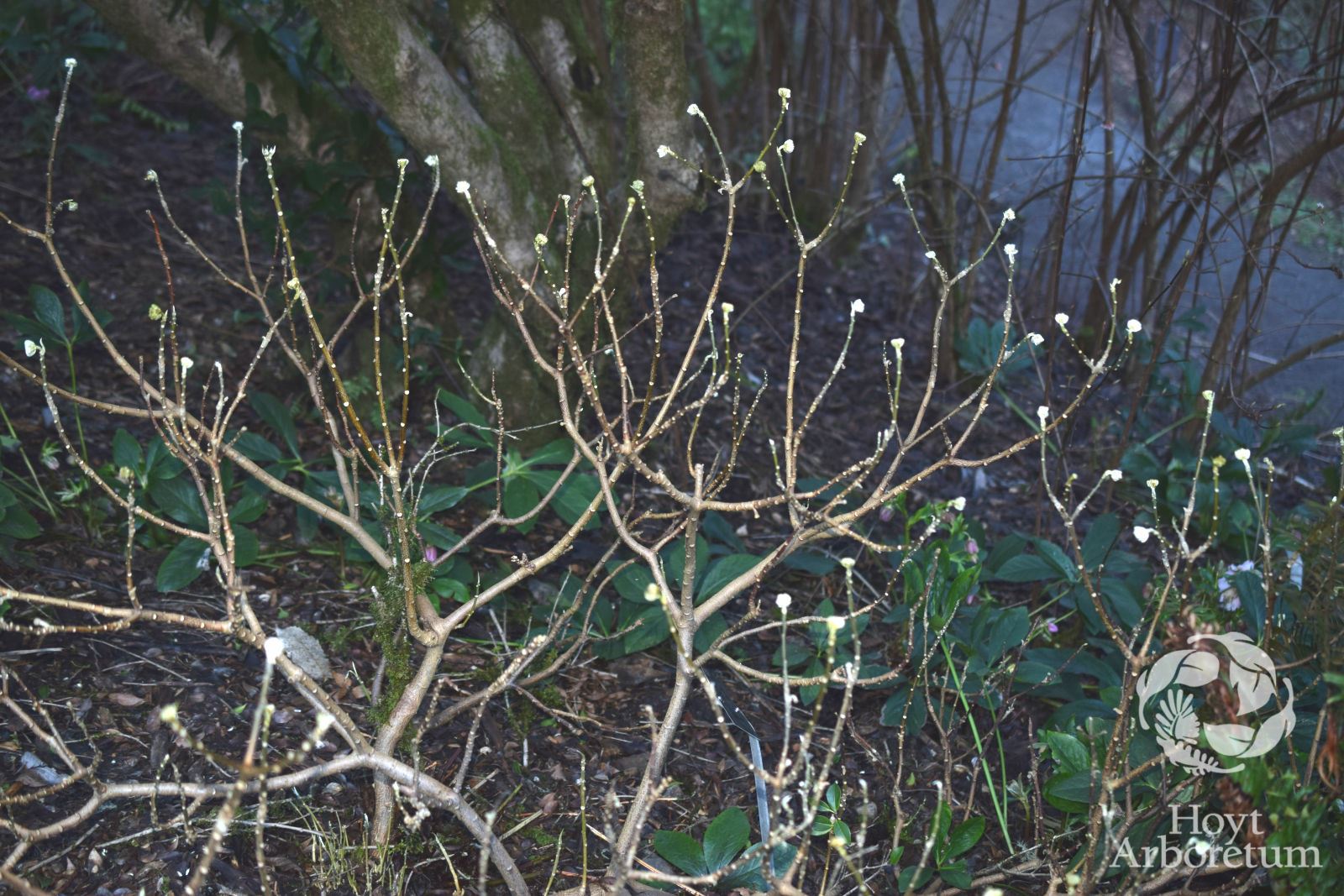 Edgeworthia chrysantha - paperbush, Chinese paperbush