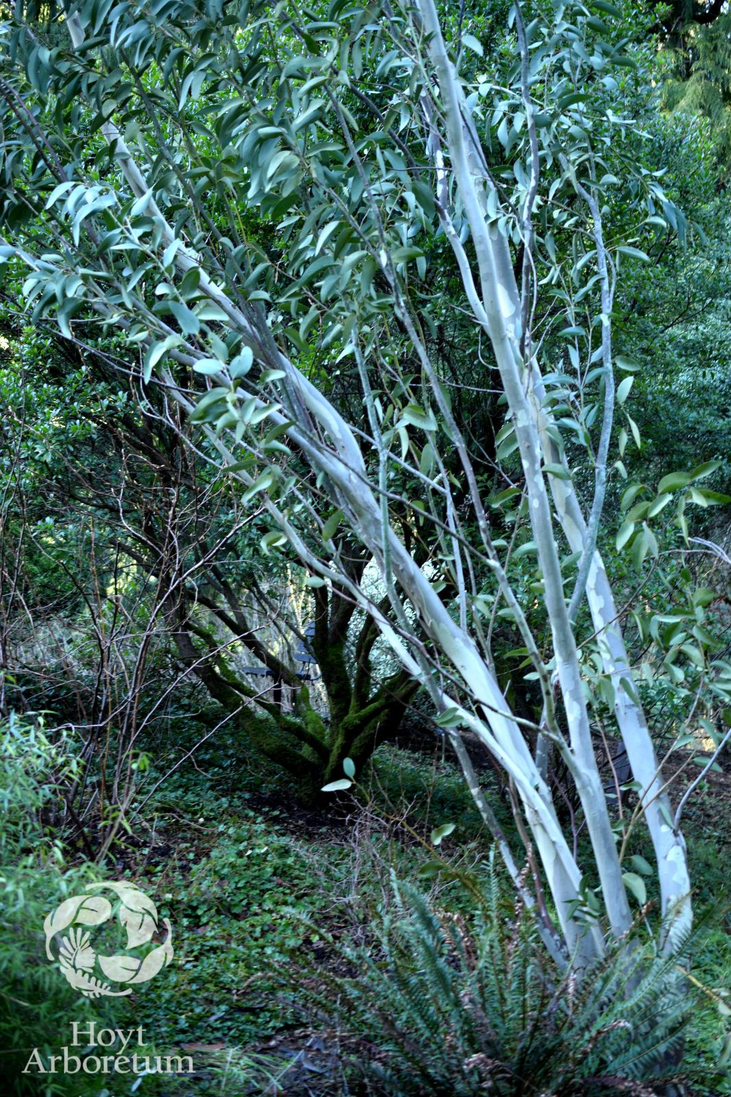 Eucalyptus pauciflora subsp. debeuzevillei - Jounama snow gum